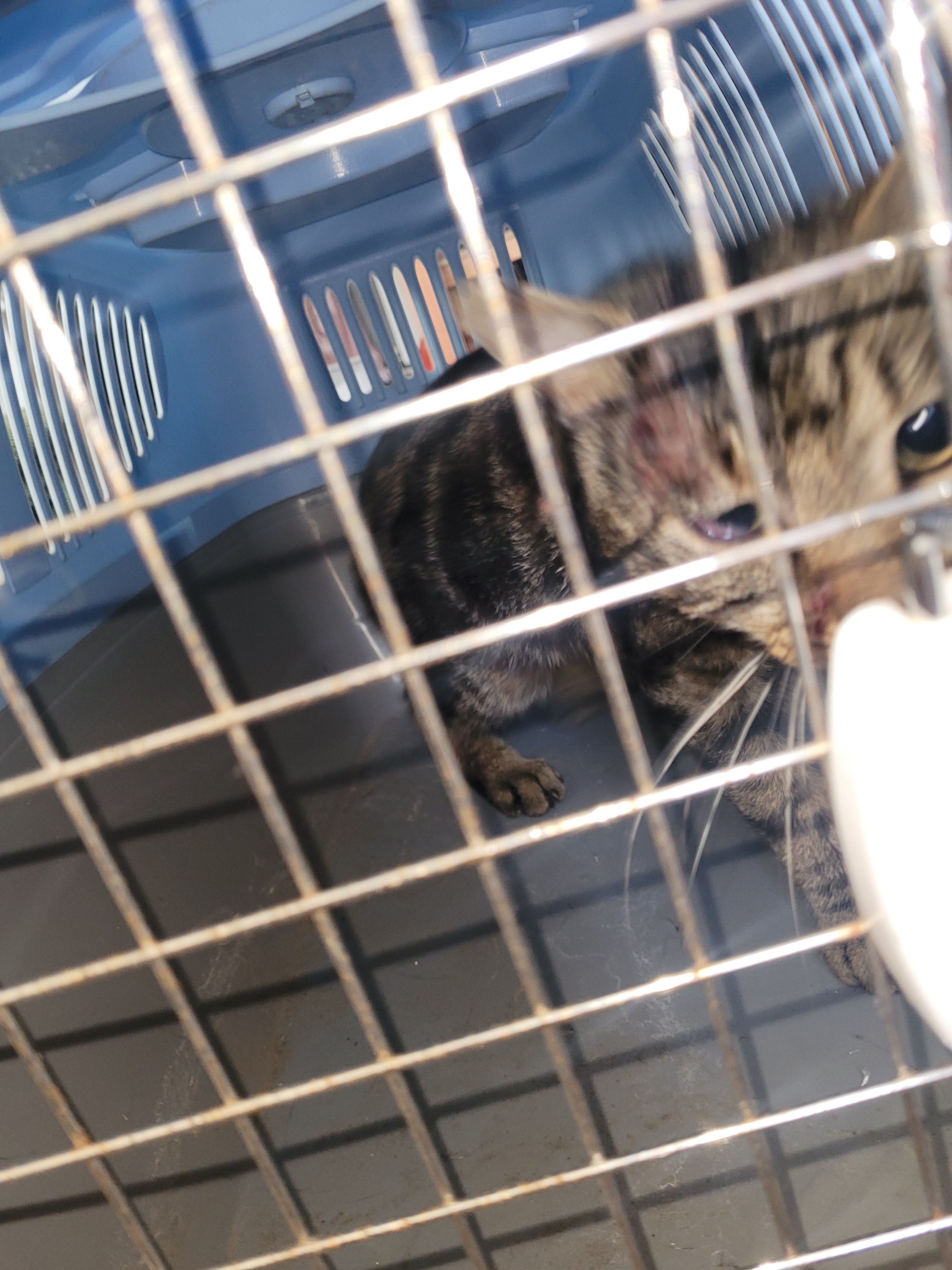 Cover baby bams vet expenses campaign photo, 4 of 5