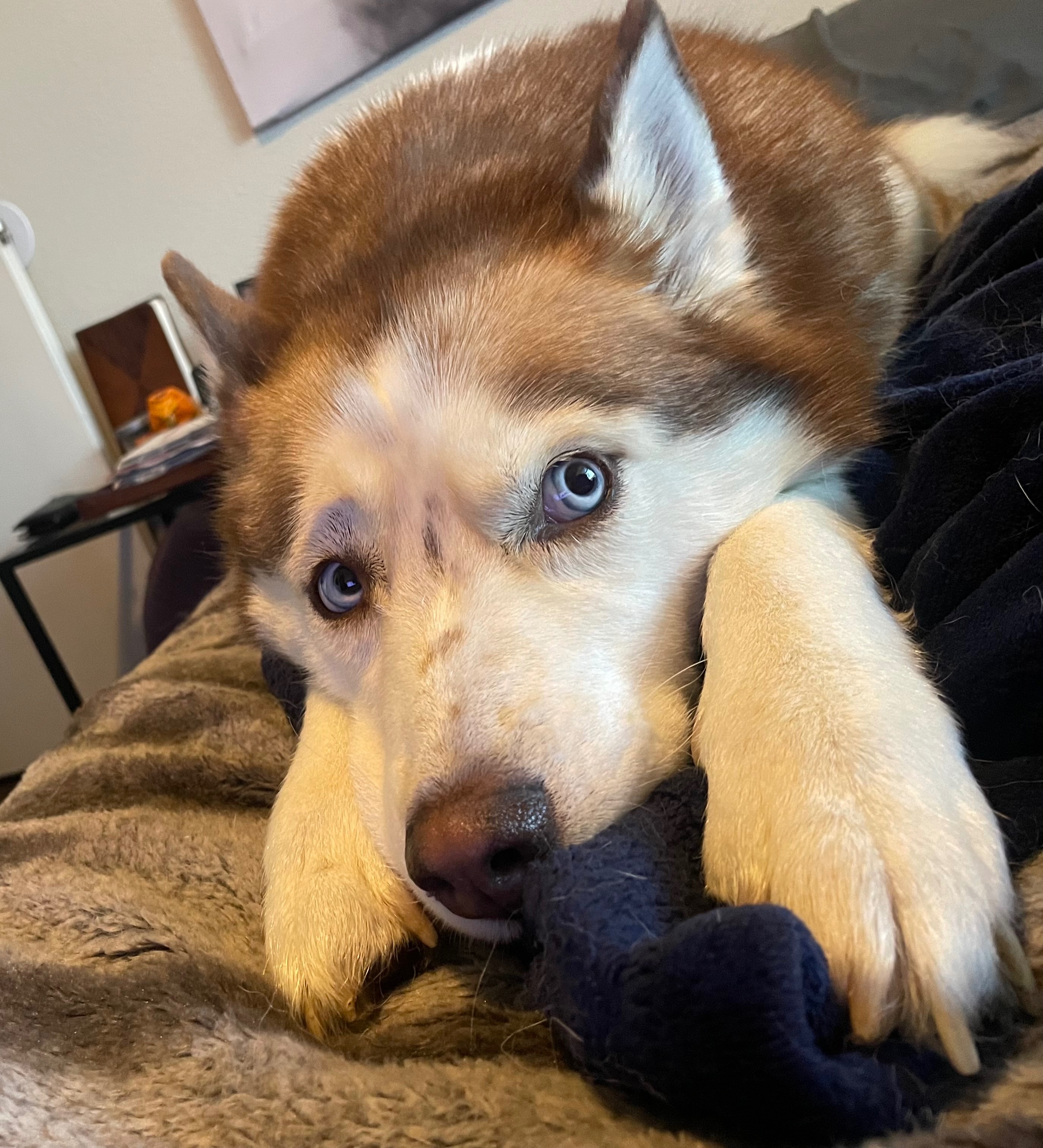 Help Zelda with her Bladder Stone Surgery campaign photo, 6 of 7