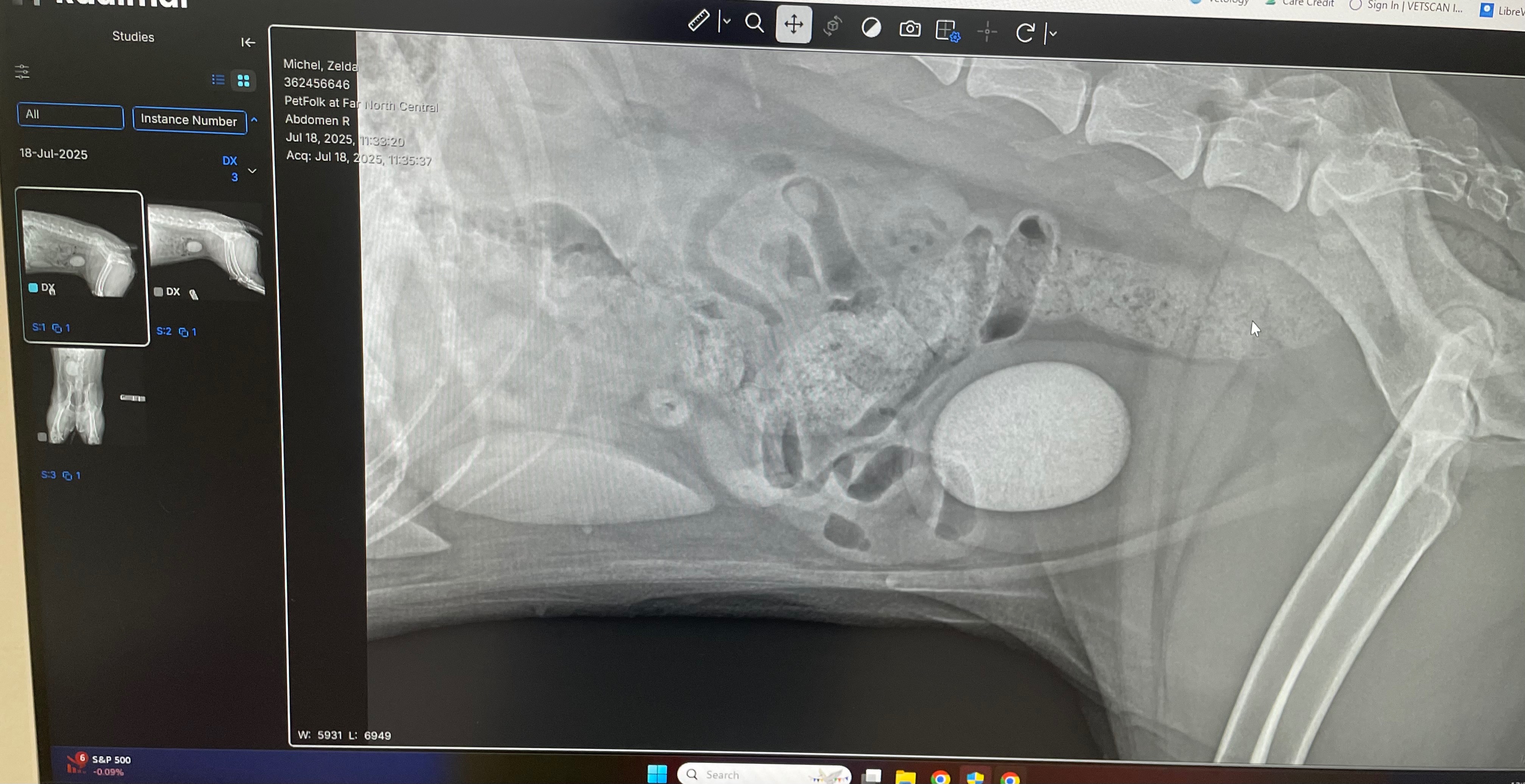 Help Zelda with her Bladder Stone Surgery campaign photo, 2 of 7