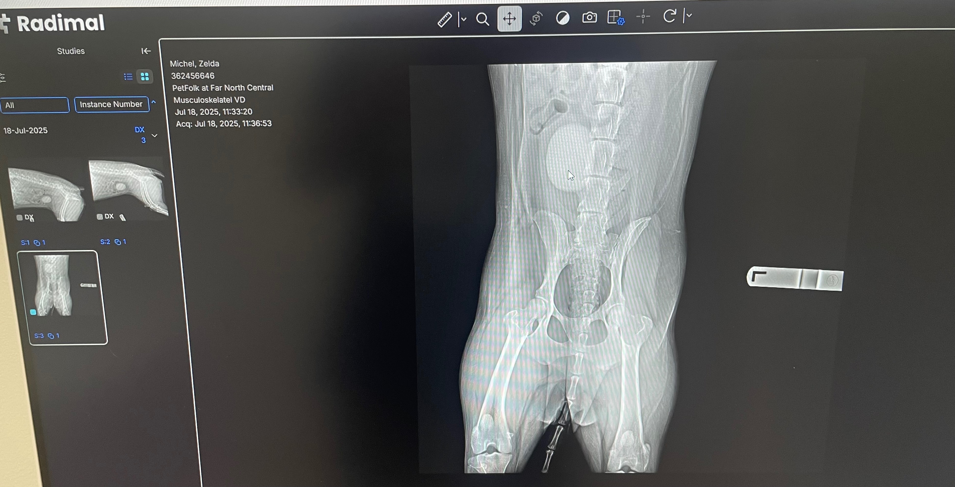 Help Zelda with her Bladder Stone Surgery campaign photo, 4 of 7