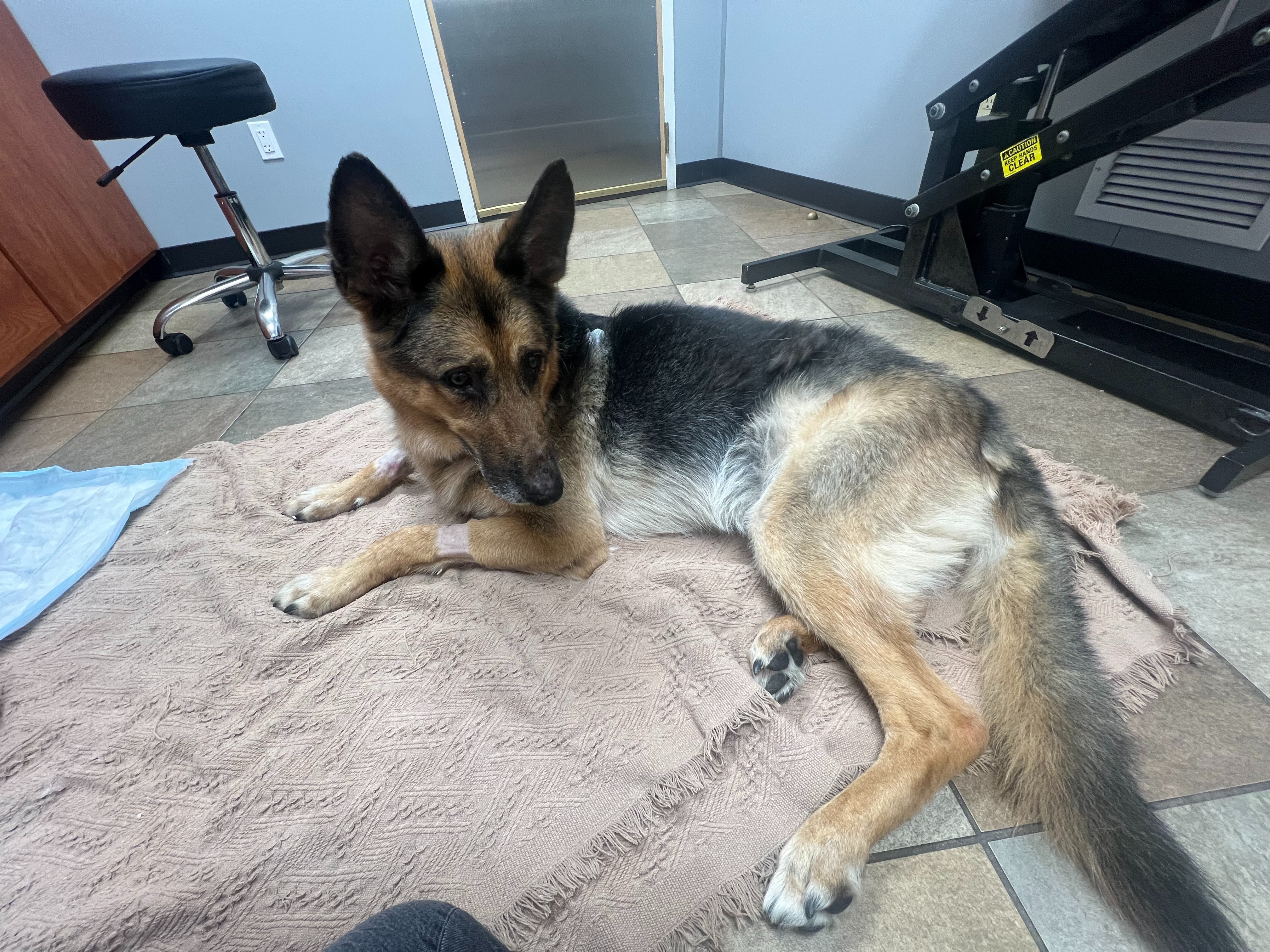 Ace Needs Your Help: Surgery for a Better Life campaign photo, 7 of 8