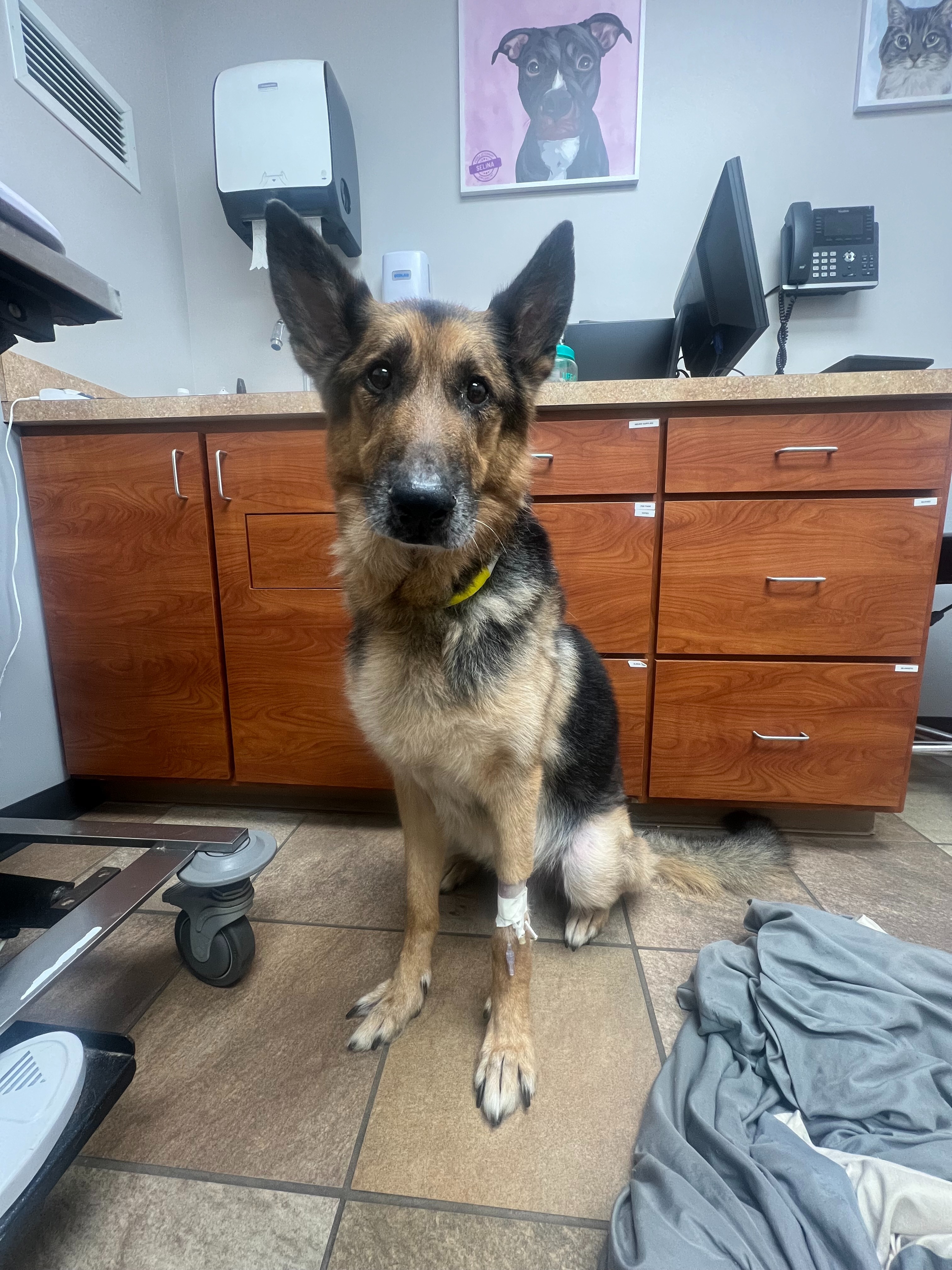 Ace Needs Your Help: Surgery for a Better Life campaign photo, 2 of 8