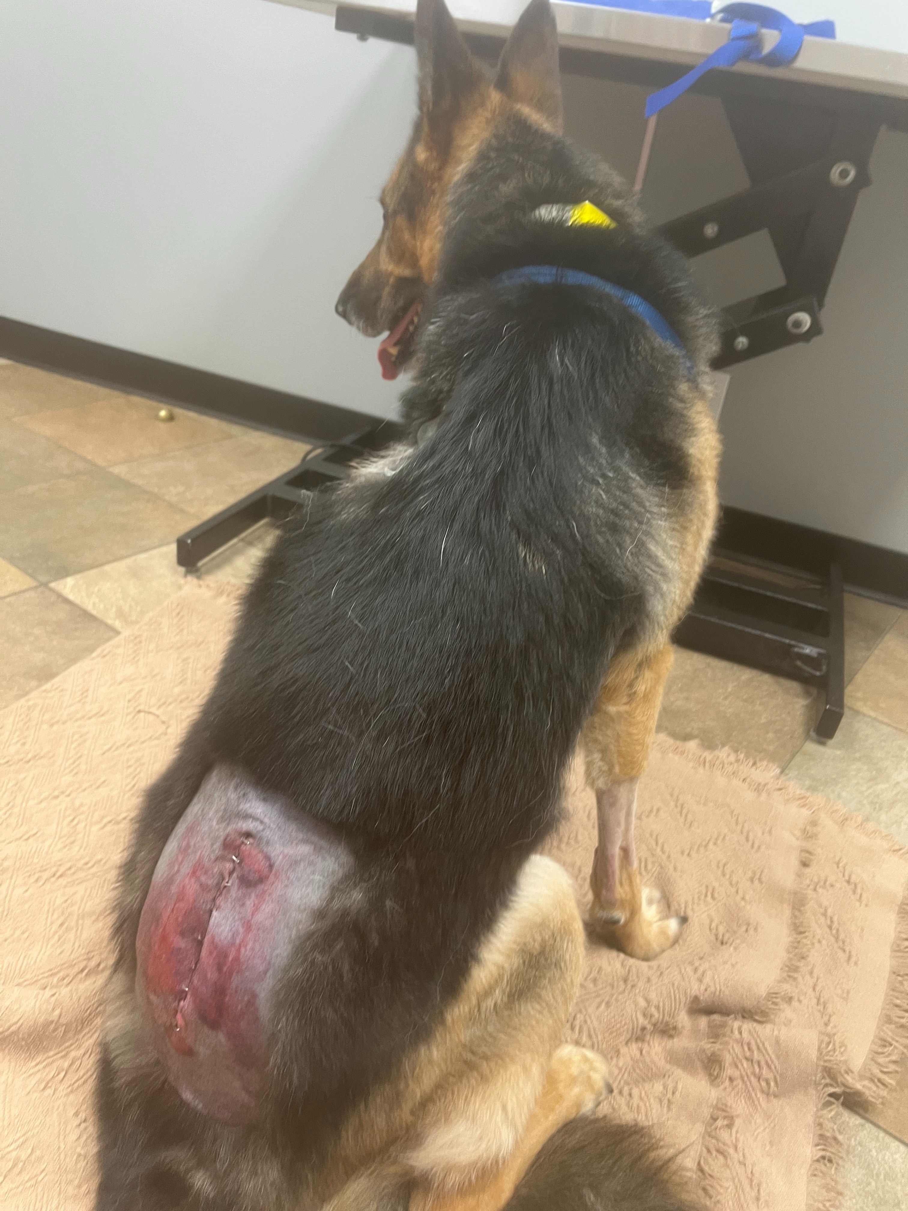 Ace Needs Your Help: Surgery for a Better Life campaign photo, 4 of 8