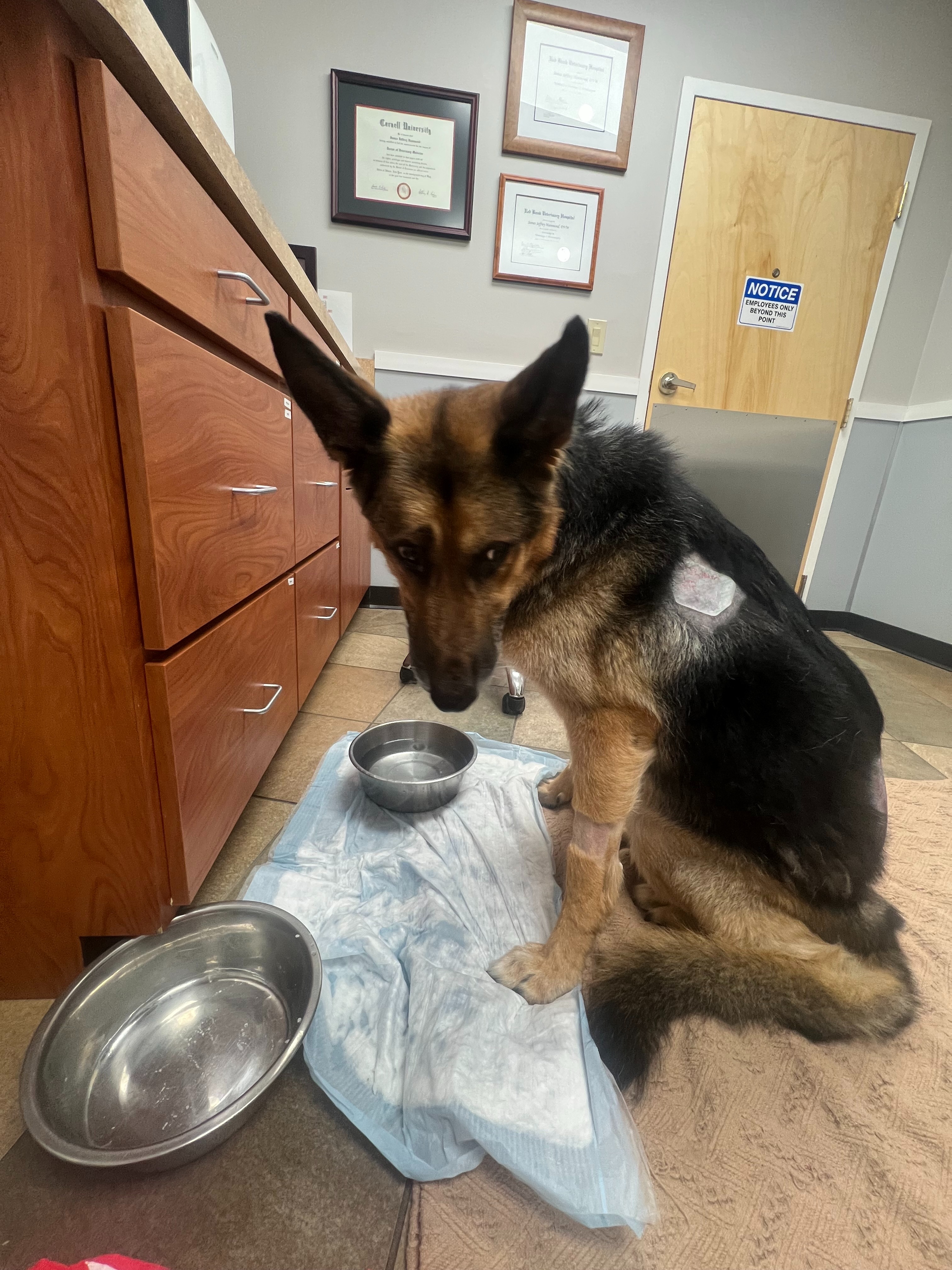 Ace Needs Your Help: Surgery for a Better Life campaign photo, 5 of 8