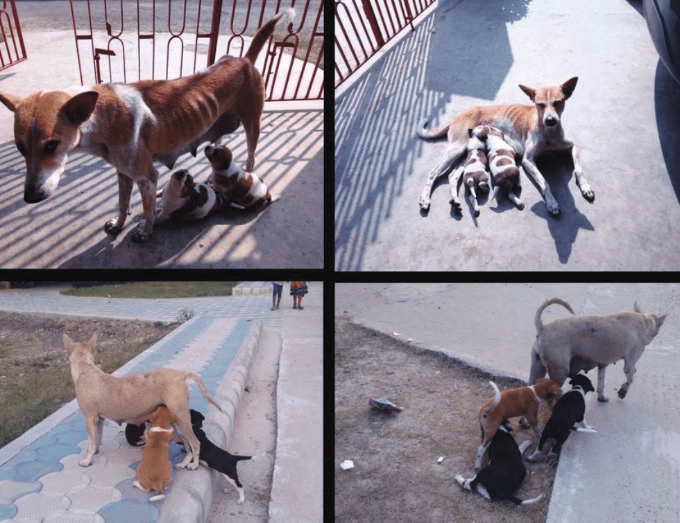 Foto van campagne Stray dogs & cats of small town in Iloilo City, Philippines., 5 van 6