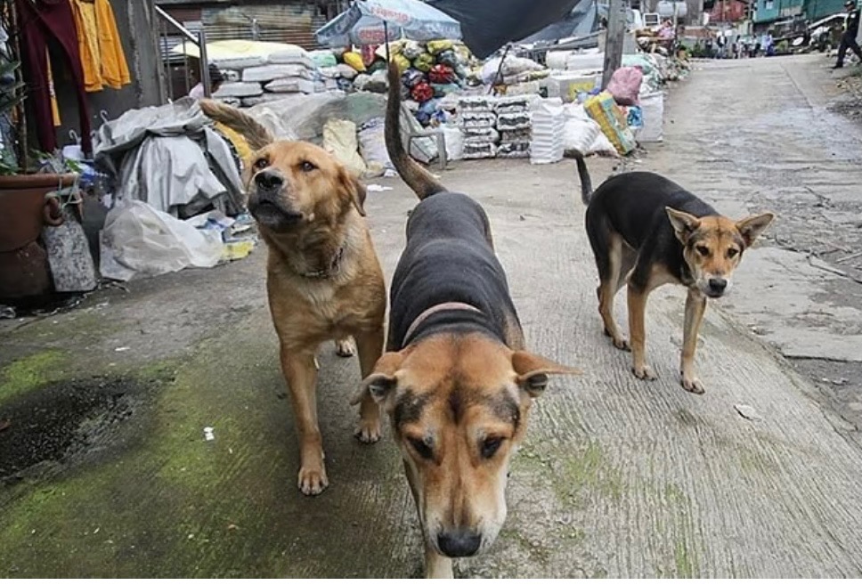Foto van campagne Stray dogs & cats of small town in Iloilo City, Philippines., 2 van 6