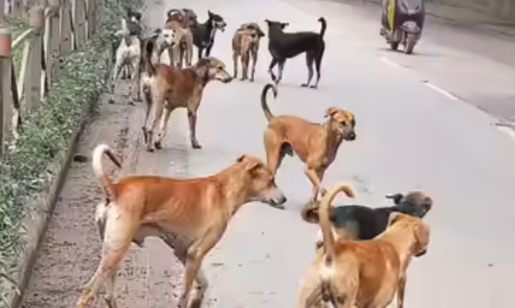Foto van campagne Stray dogs & cats of small town in Iloilo City, Philippines., 4 van 6
