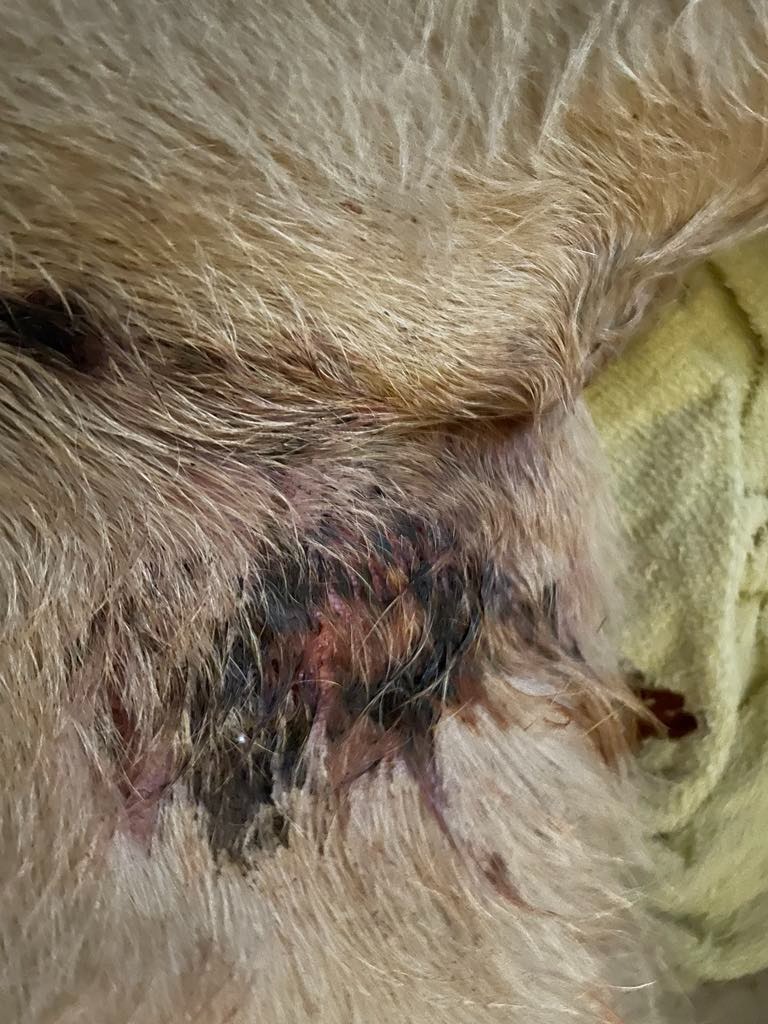 Help Brettski raise funds to get his dog to a vet campaign photo, 2 of 5