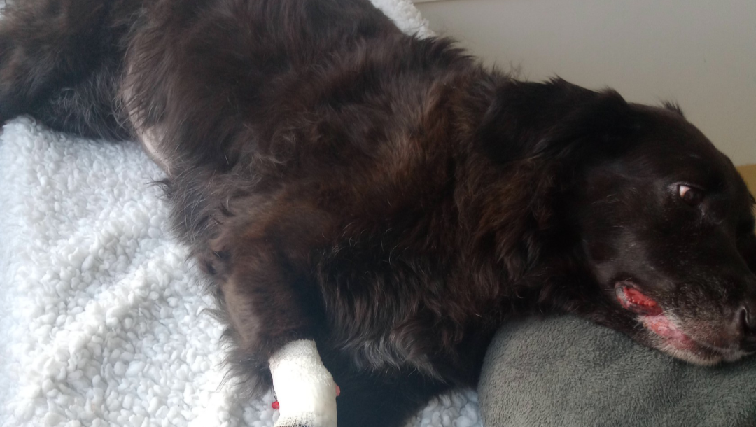 Bestattung und Tierärztliche Behandlung von Emmi photo