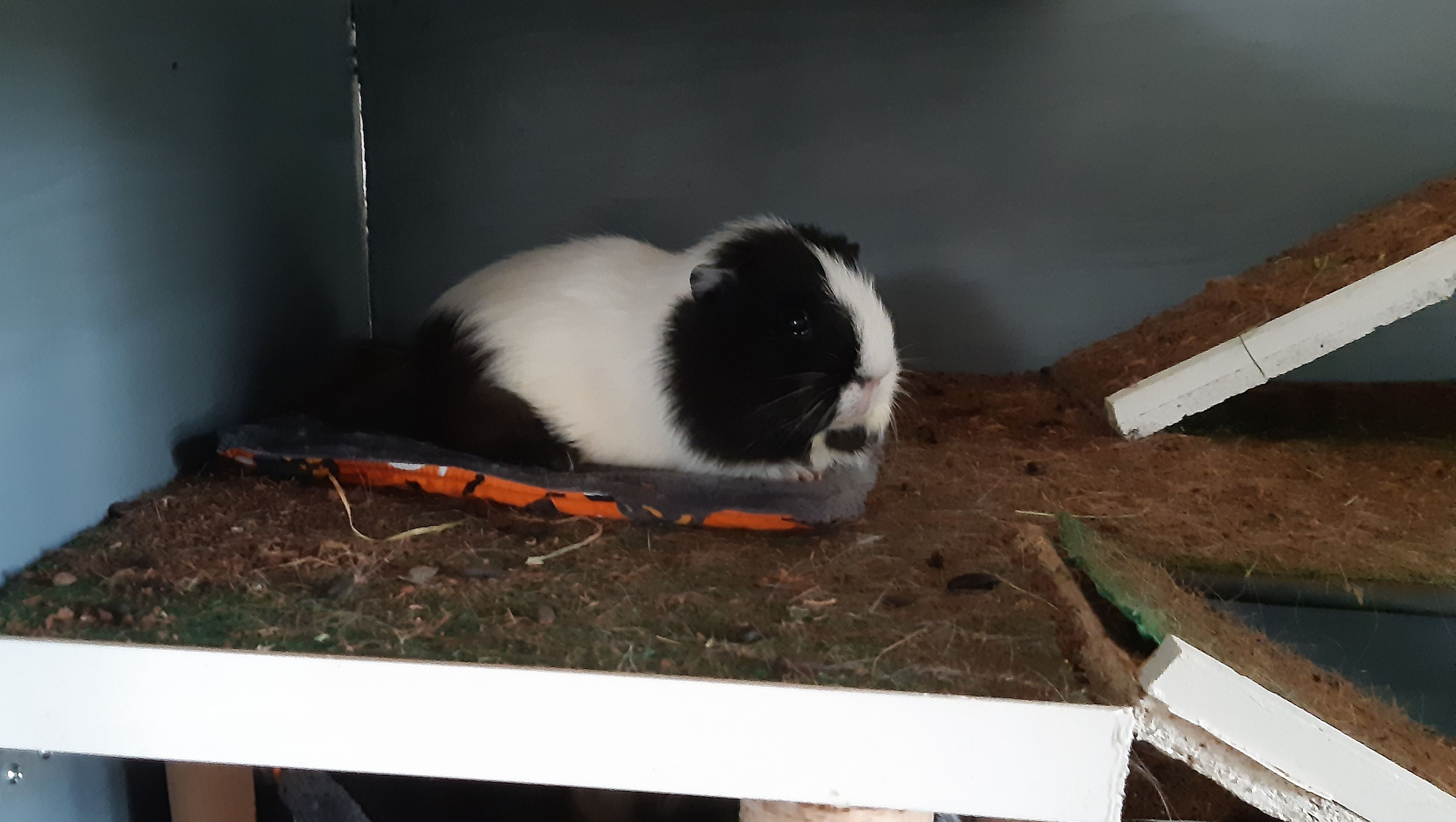 Hilfe für Meerschweinchen Valkyrie photo