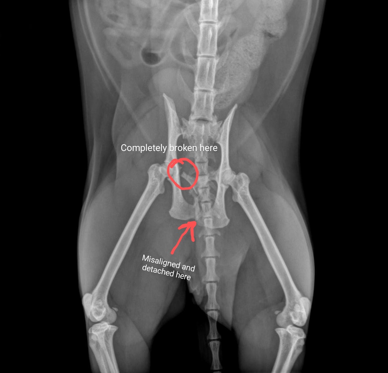 Atreyu's Surgery Fund campaign photo, 4 of 7