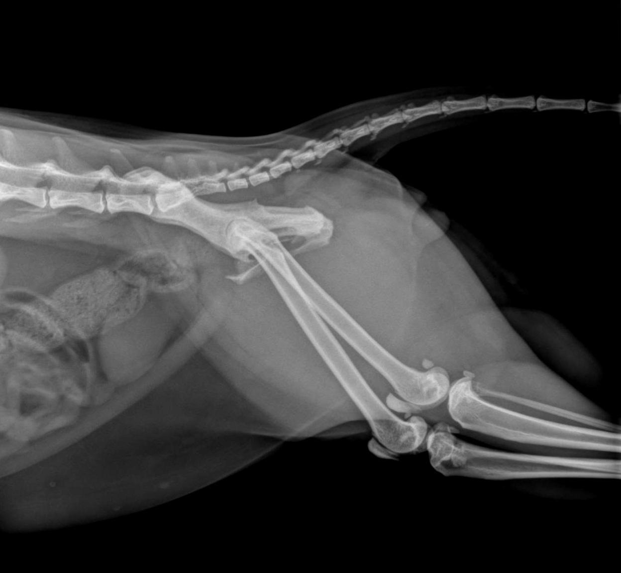 Atreyu's Surgery Fund campaign photo, 5 of 7