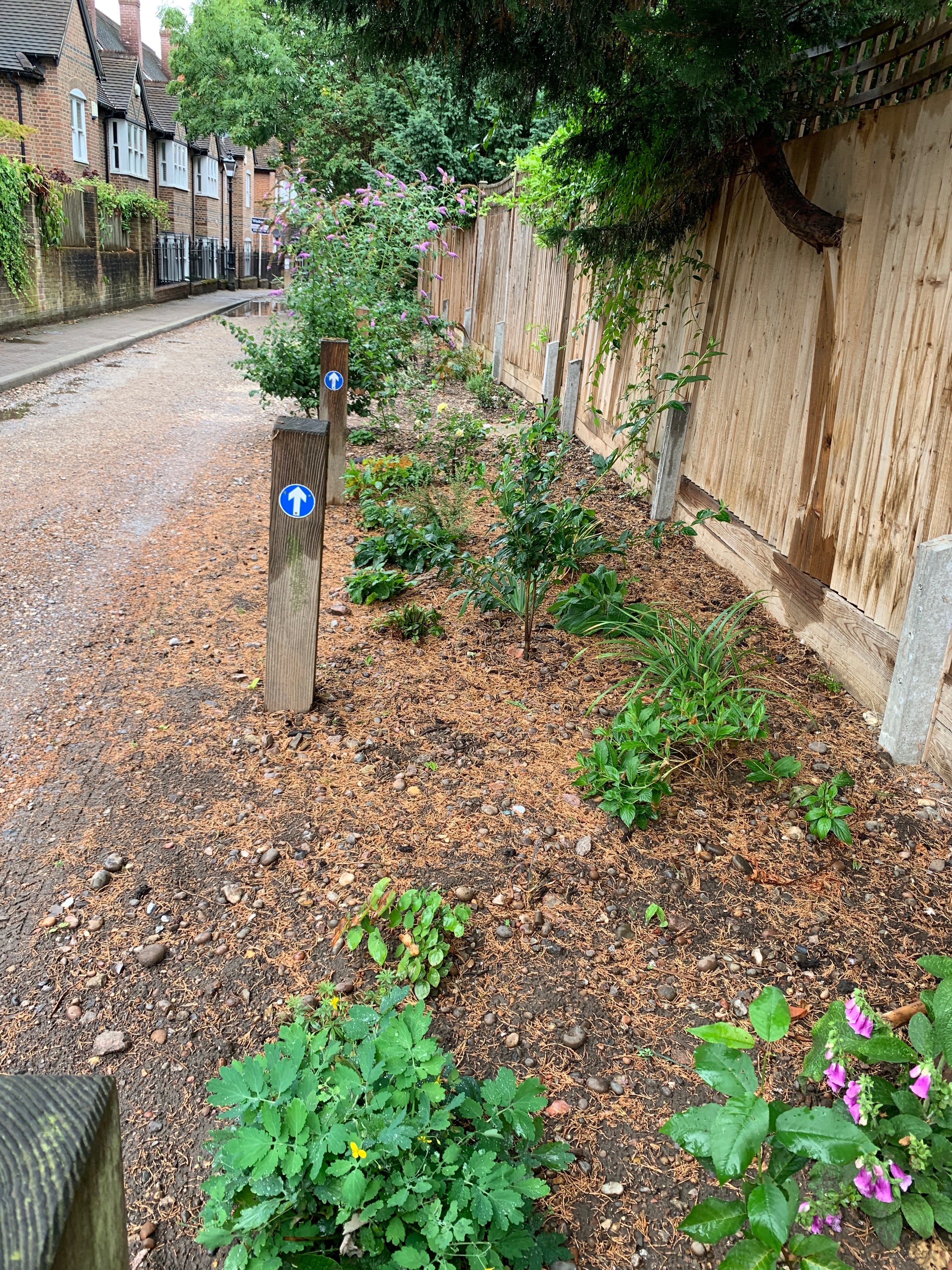 Plant trees in Kelsey Lane. campaign photo, 6 of 7