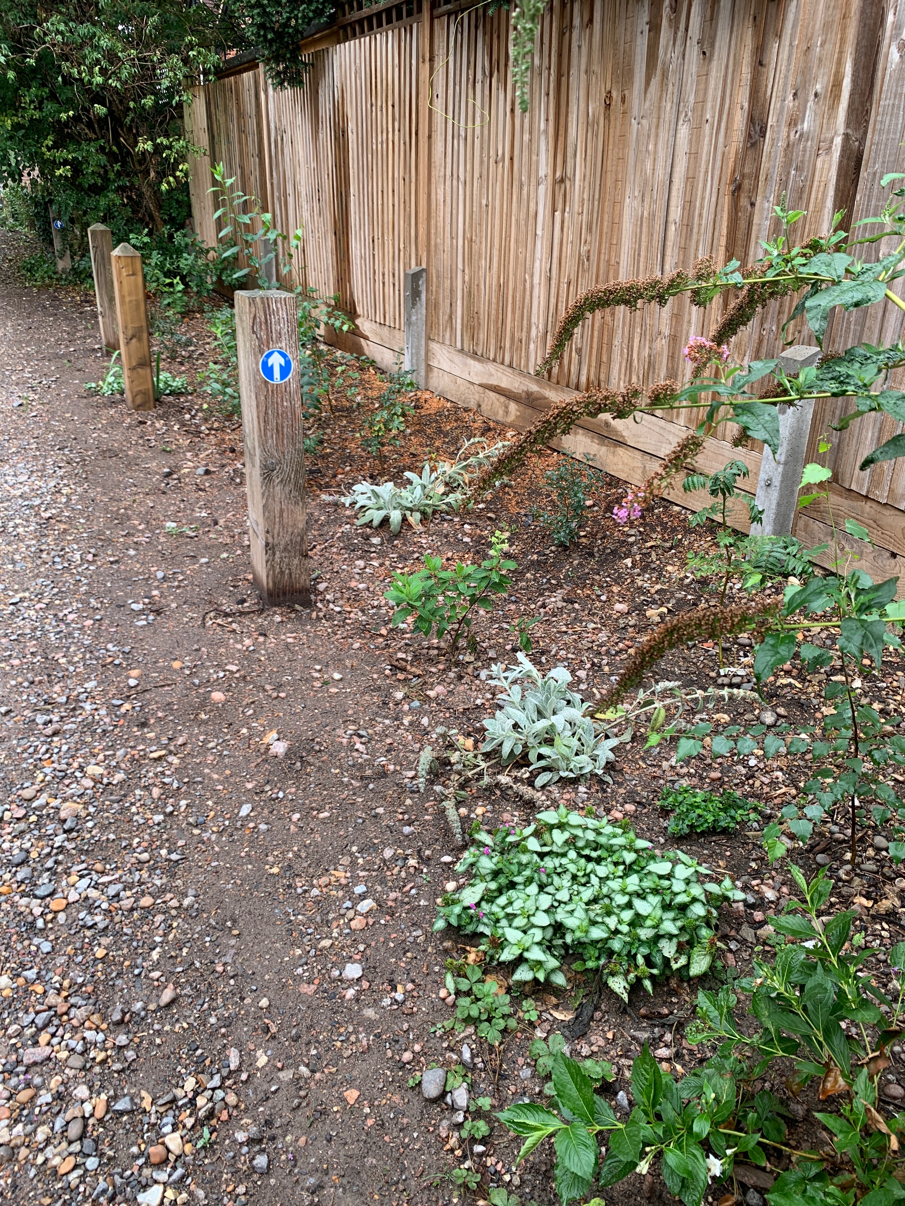 Plant trees in Kelsey Lane. campaign photo, 2 of 7