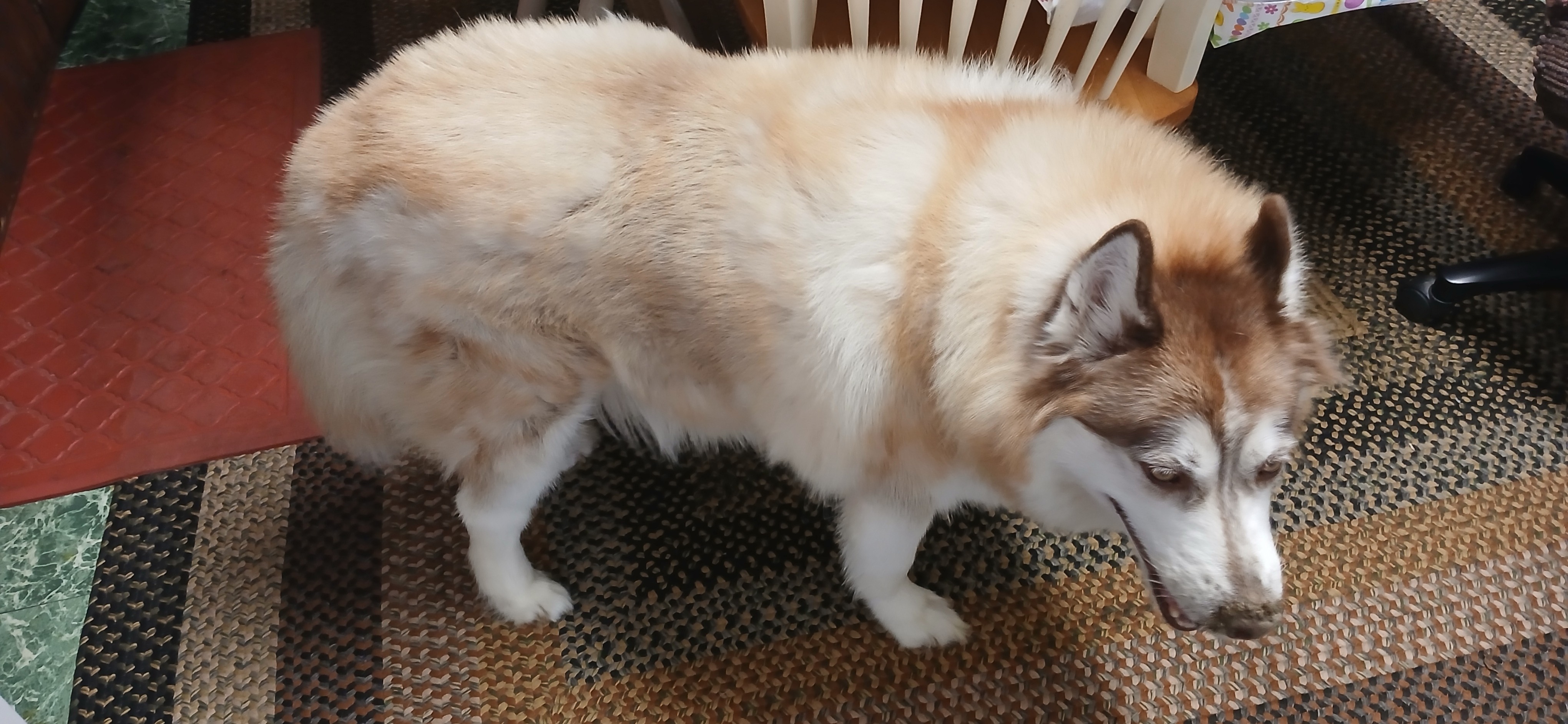 Support Jackson's Urgent Vet Needs campaign photo, 2 of 4