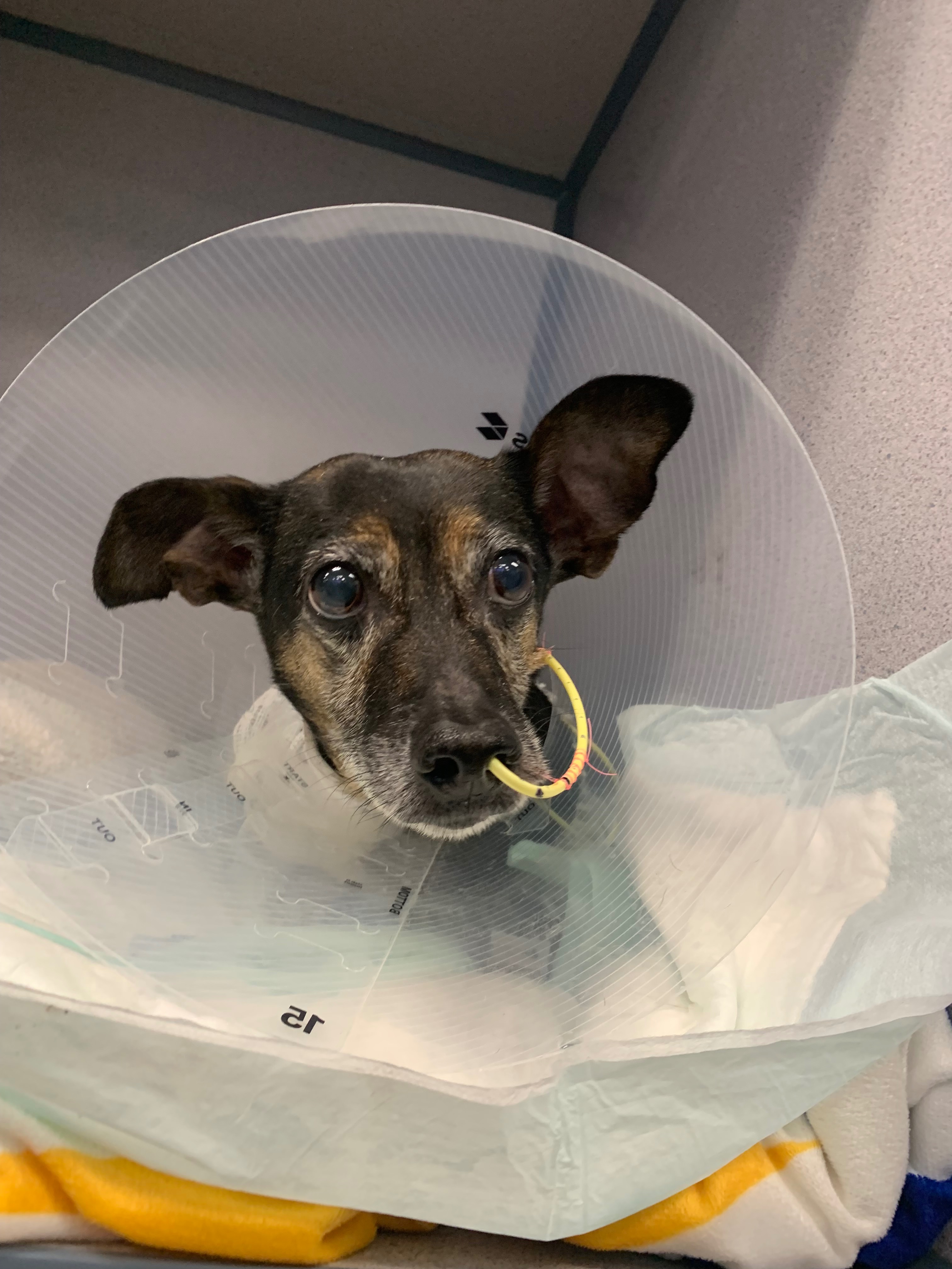 Help Dexter Heal After Bobcat Attack campaign photo, 6 of 7