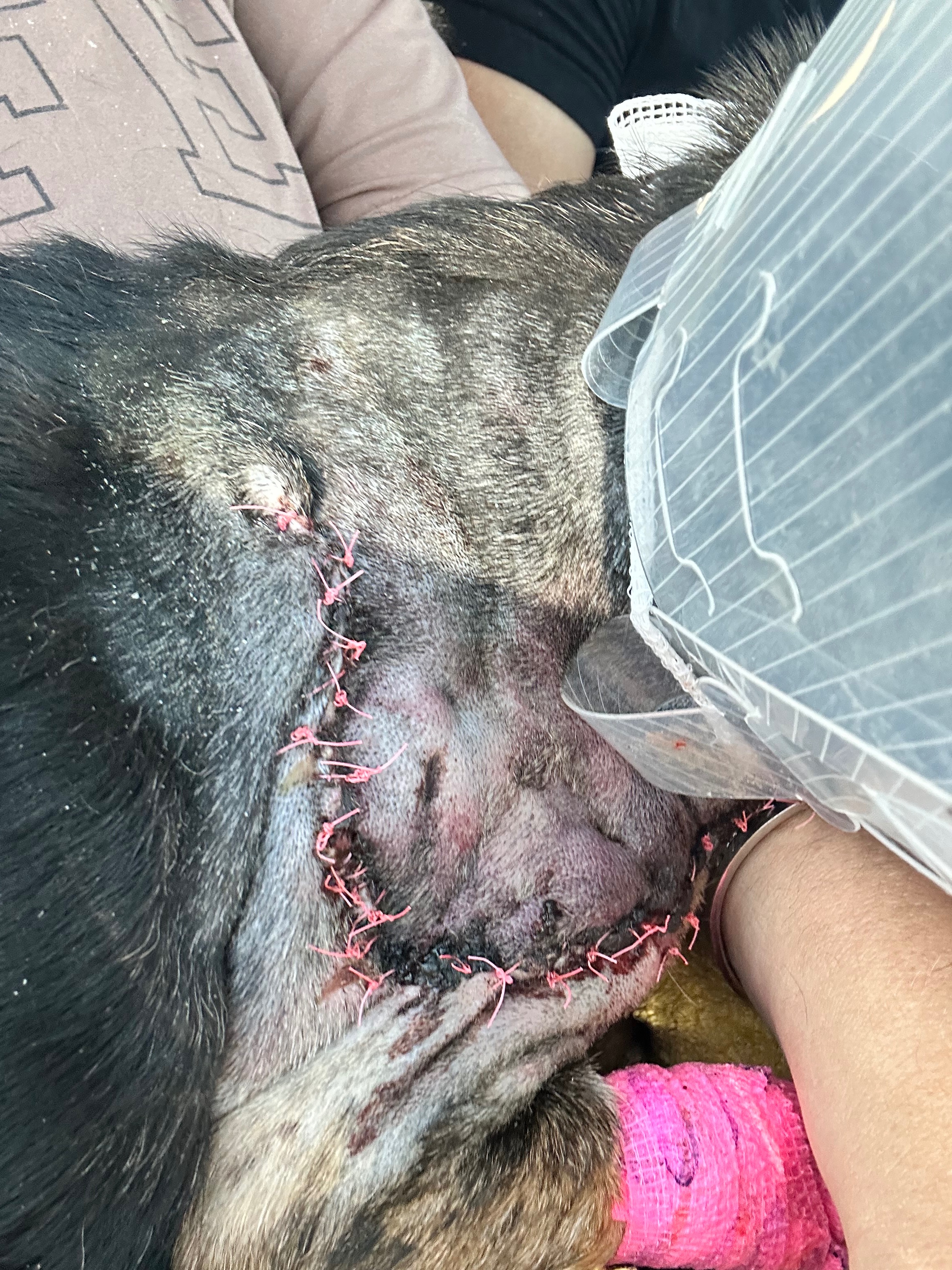 Help Dexter Heal After Bobcat Attack campaign photo, 2 of 7