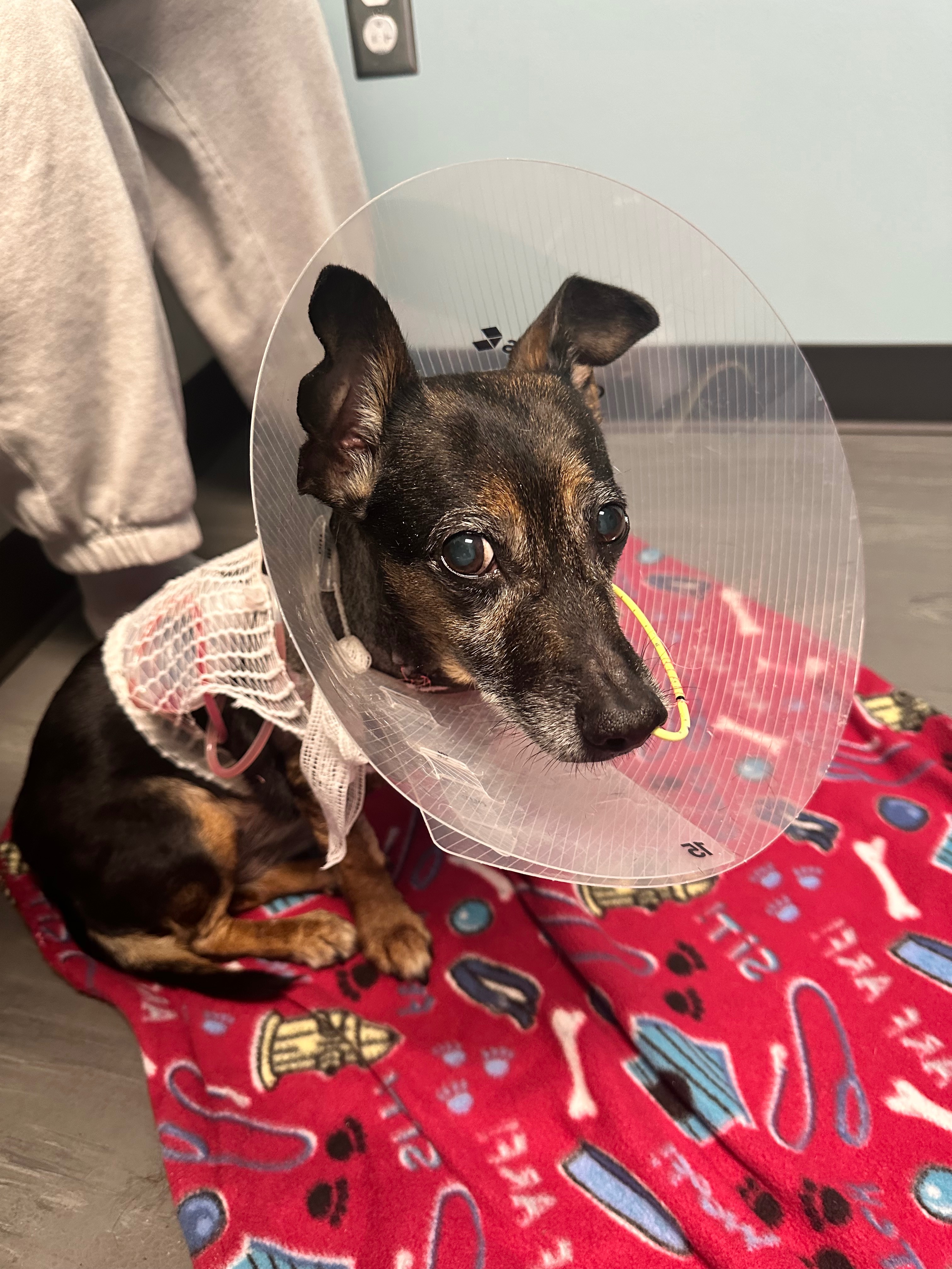 Help Dexter Heal After Bobcat Attack campaign photo, 4 of 7