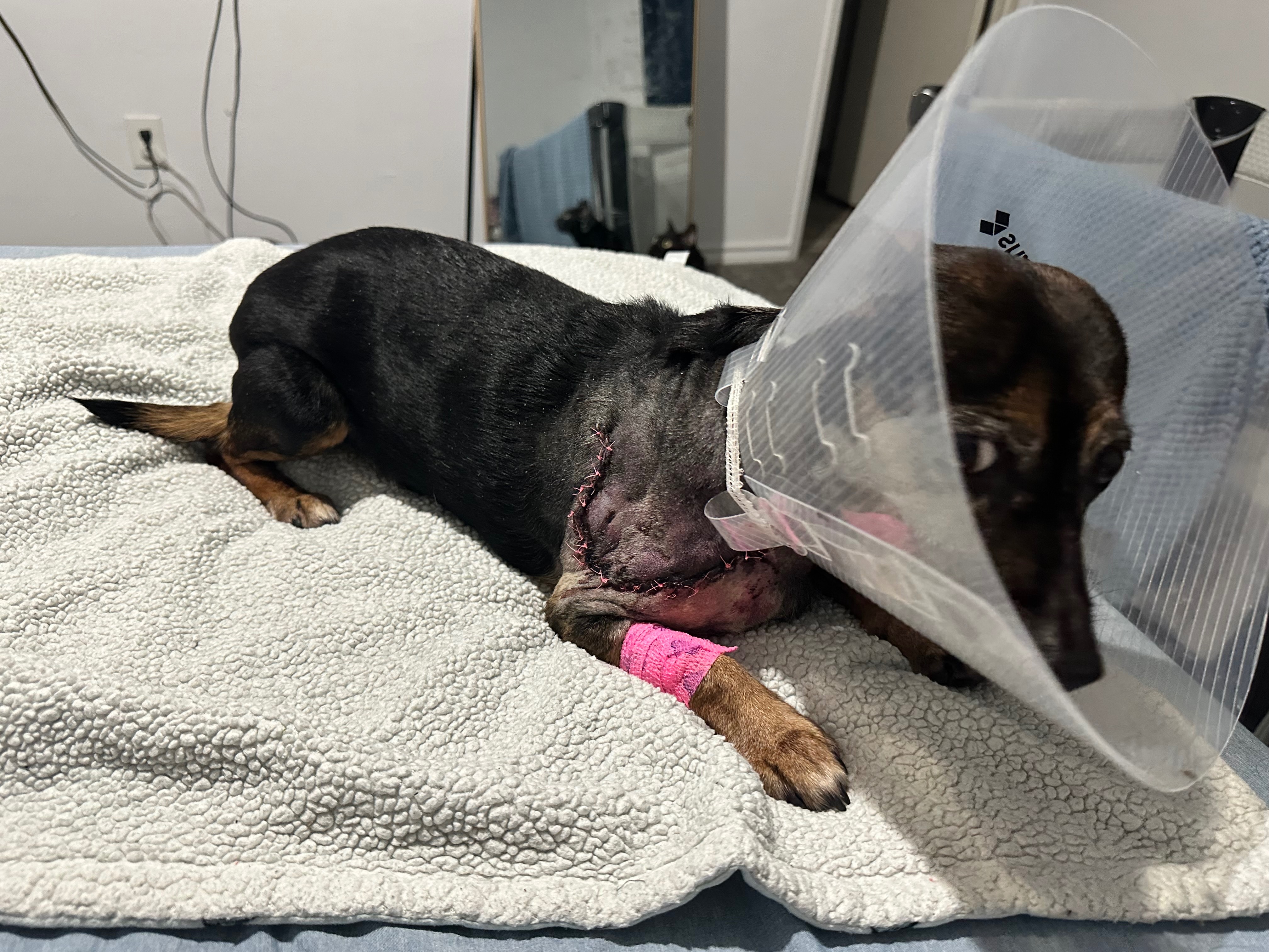 Help Dexter Heal After Bobcat Attack campaign photo, 5 of 7