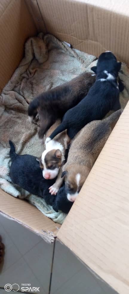 Orphaned Puppies Need Your Help Today campaign photo, 4 of 5
