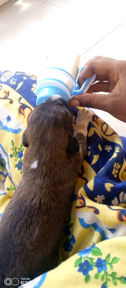 Orphaned Puppies Need Your Help Today campaign photo, 2 of 5