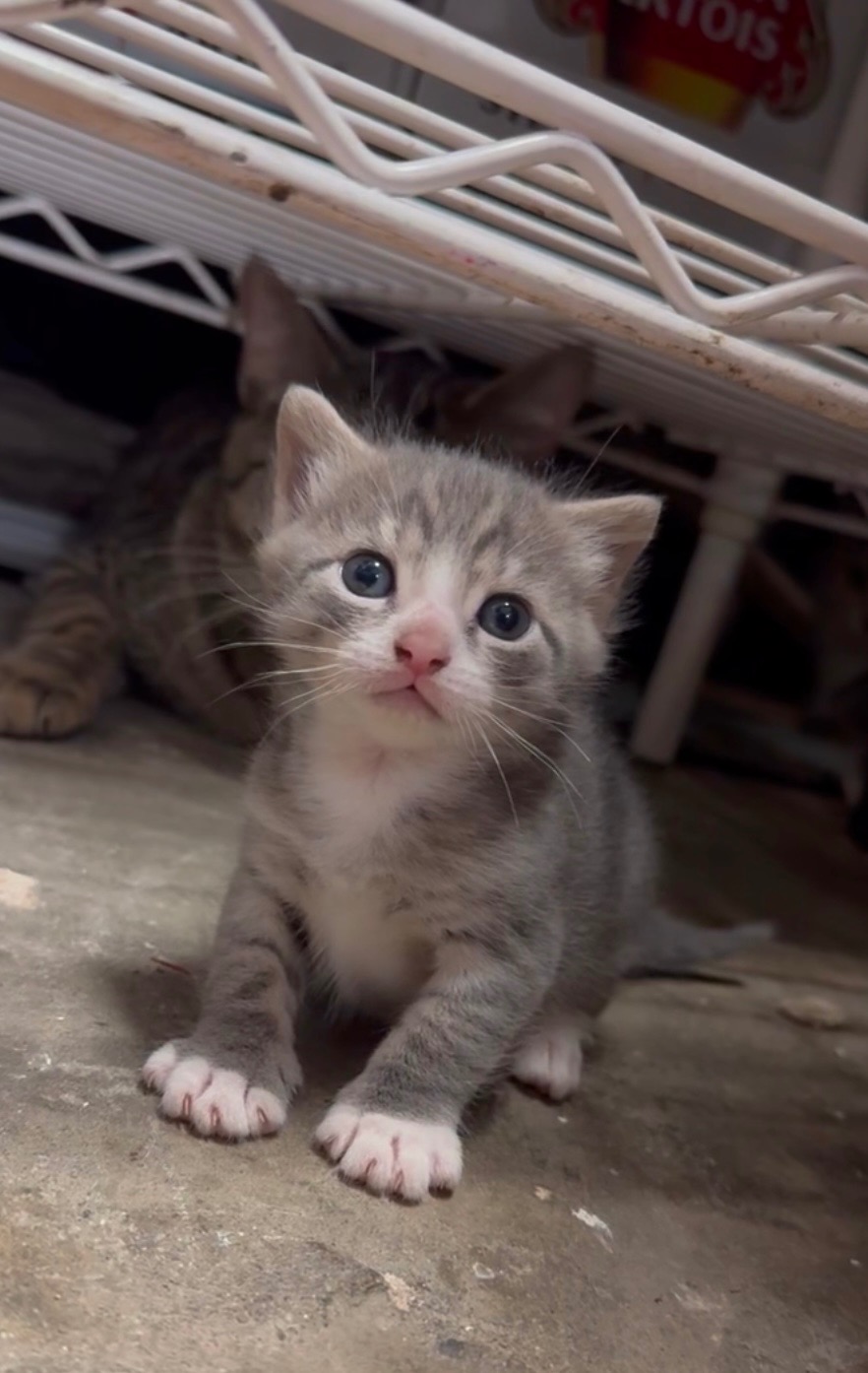 Rescue, spay and neuter these sweet kitties!  campaign photo, 5 of 6