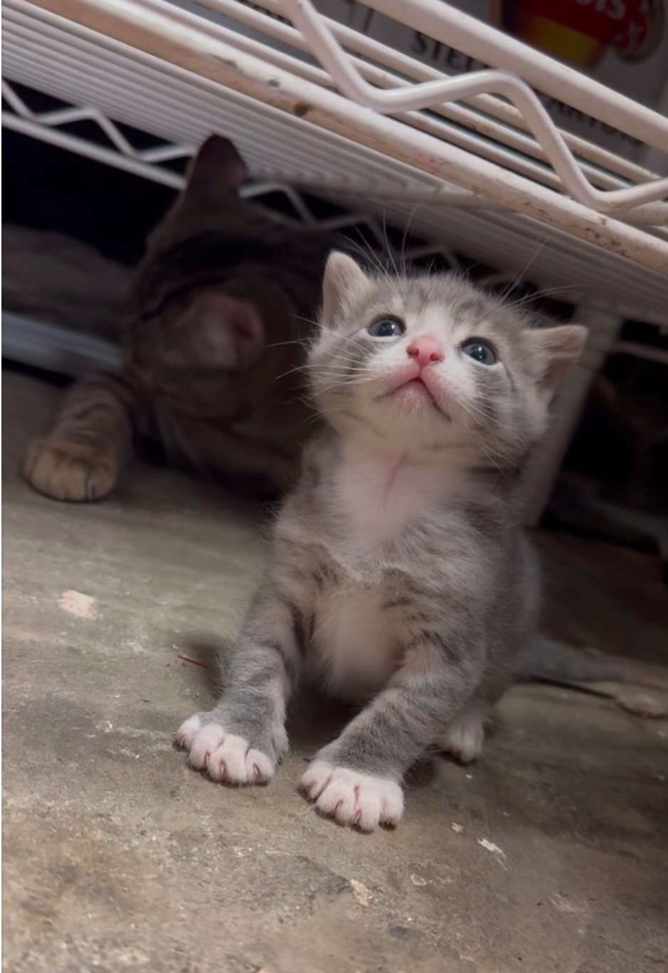 Rescue, spay and neuter these sweet kitties!  campaign photo, 2 of 6