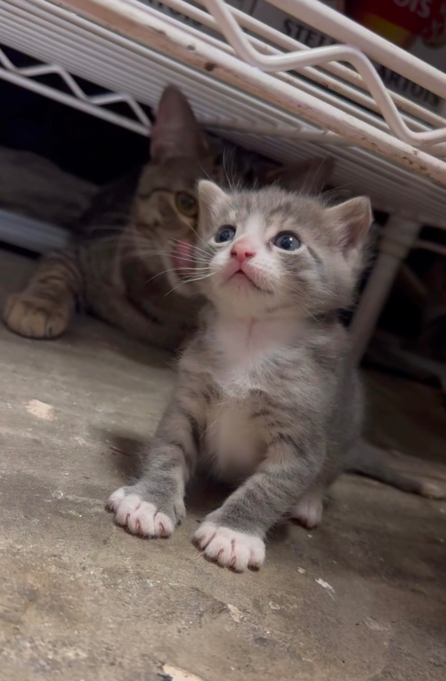 Rescue, spay and neuter these sweet kitties!  campaign photo, 4 of 6
