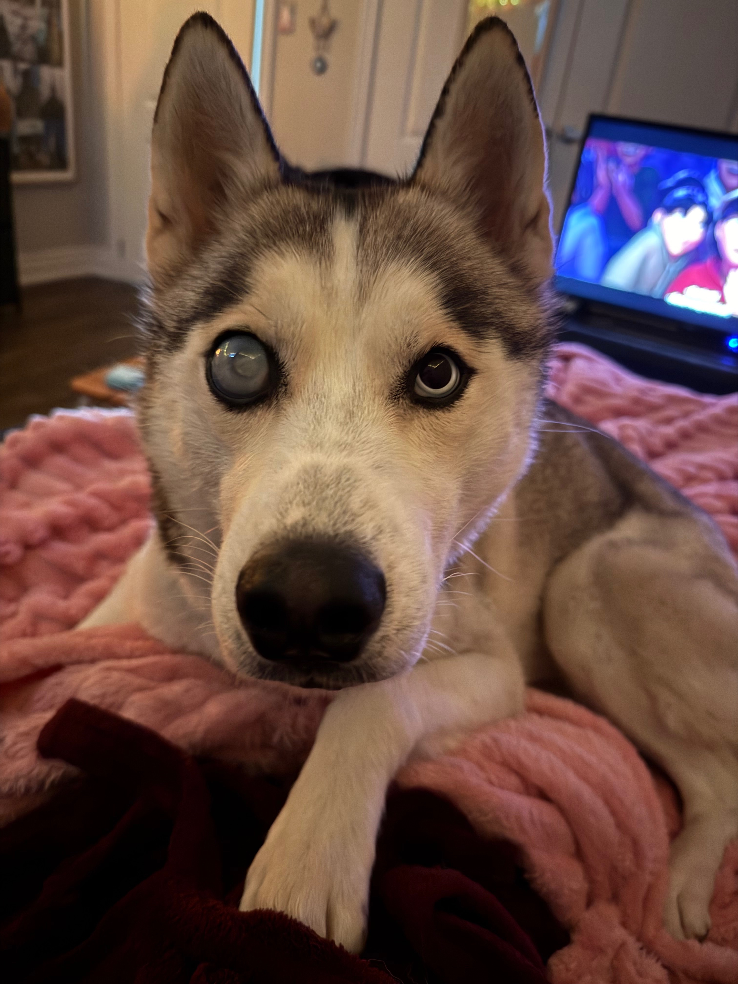 Please help my boy get his eye removed  campaign photo, 7 of 8