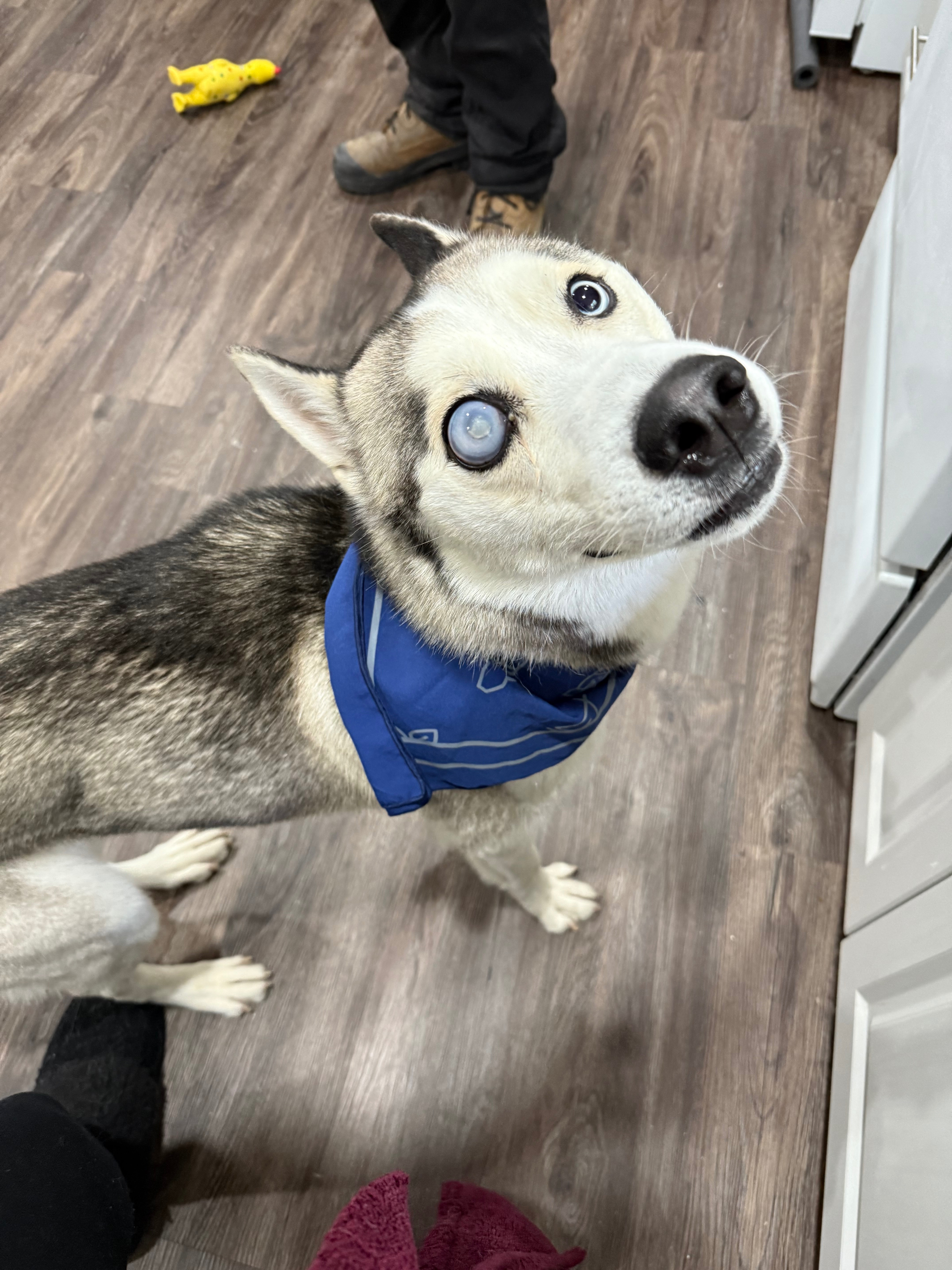 Please help my boy get his eye removed  campaign photo, 4 of 8