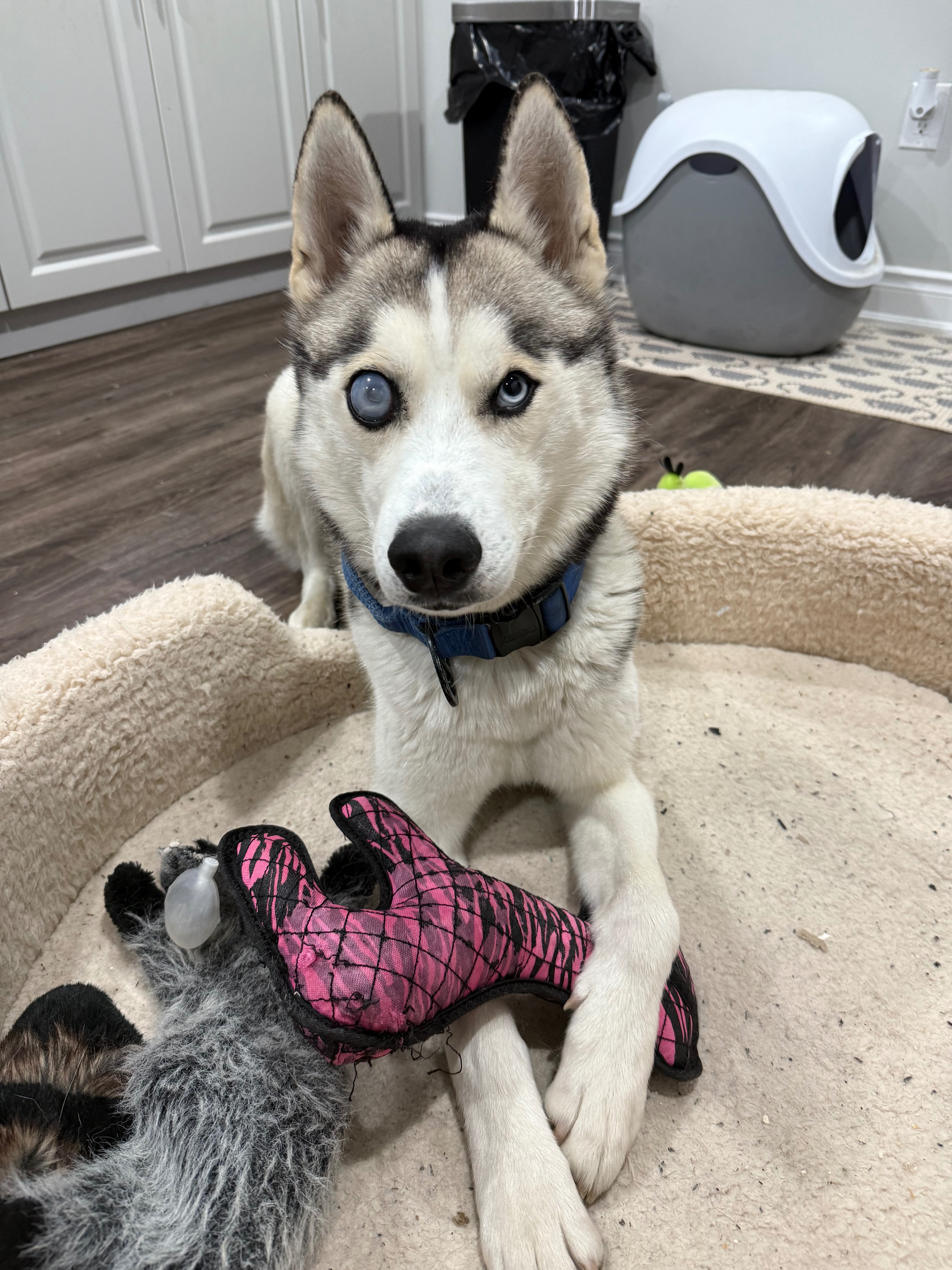 Please help my boy get his eye removed  campaign photo, 5 of 8