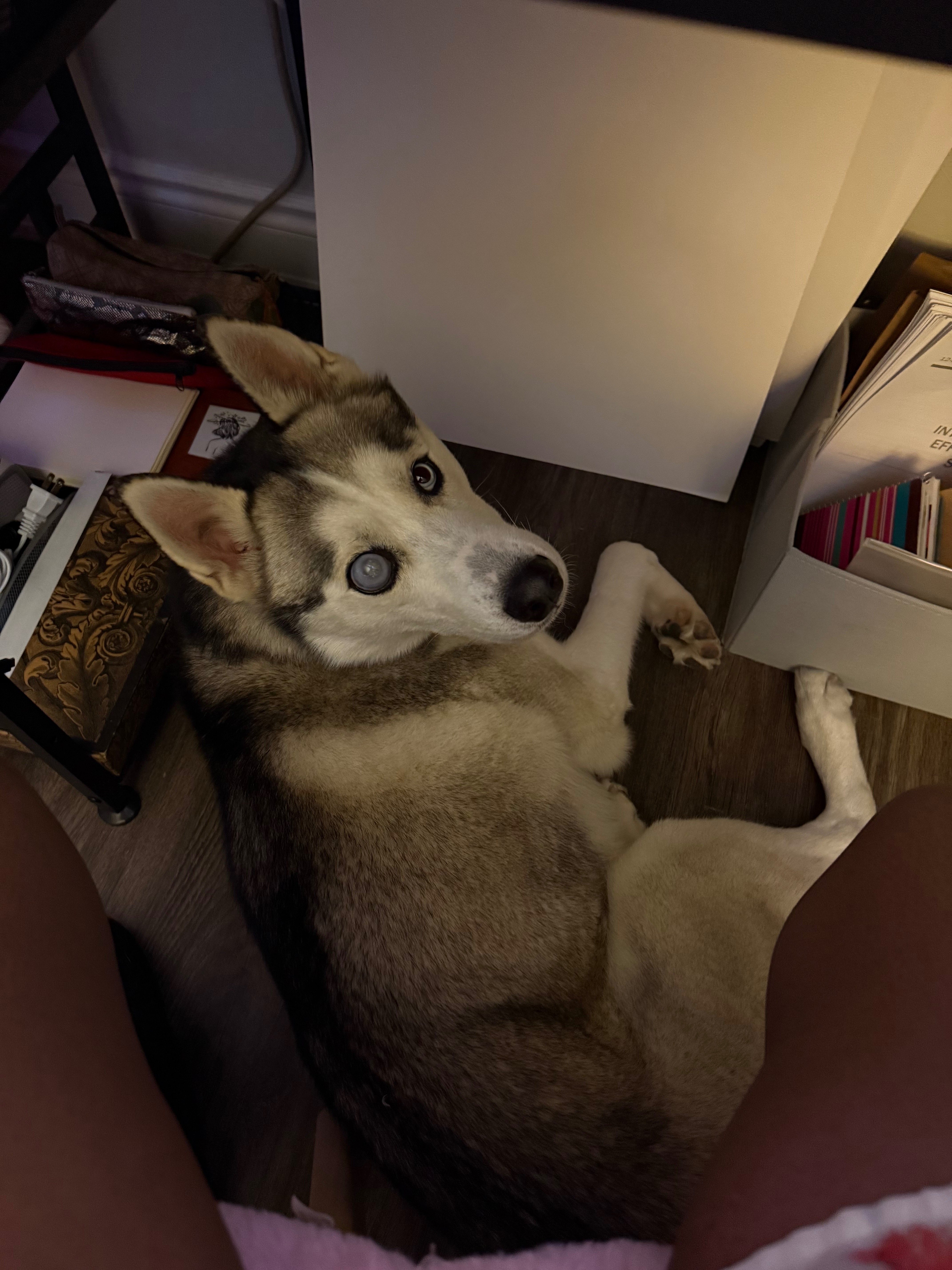 Please help my boy get his eye removed  campaign photo, 6 of 8