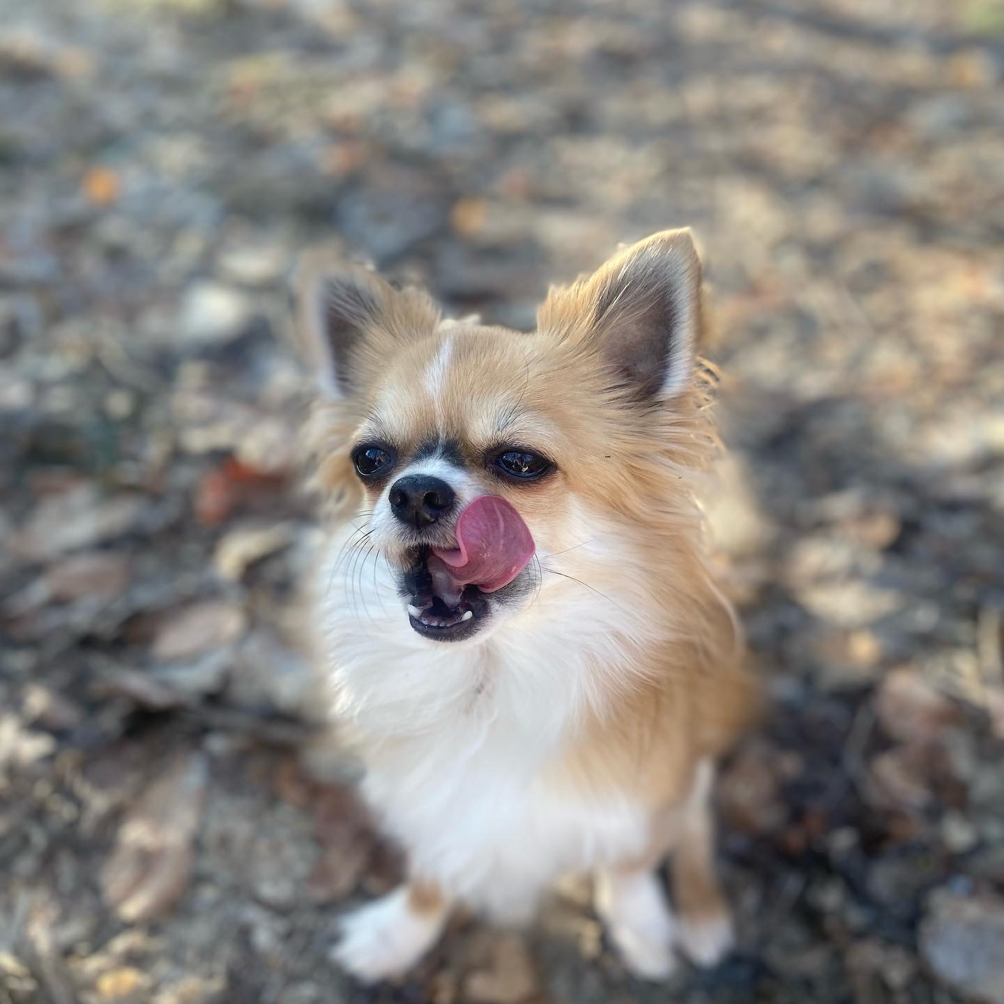 Romeos knee surgery: we need your help campaign photo, 7 of 8