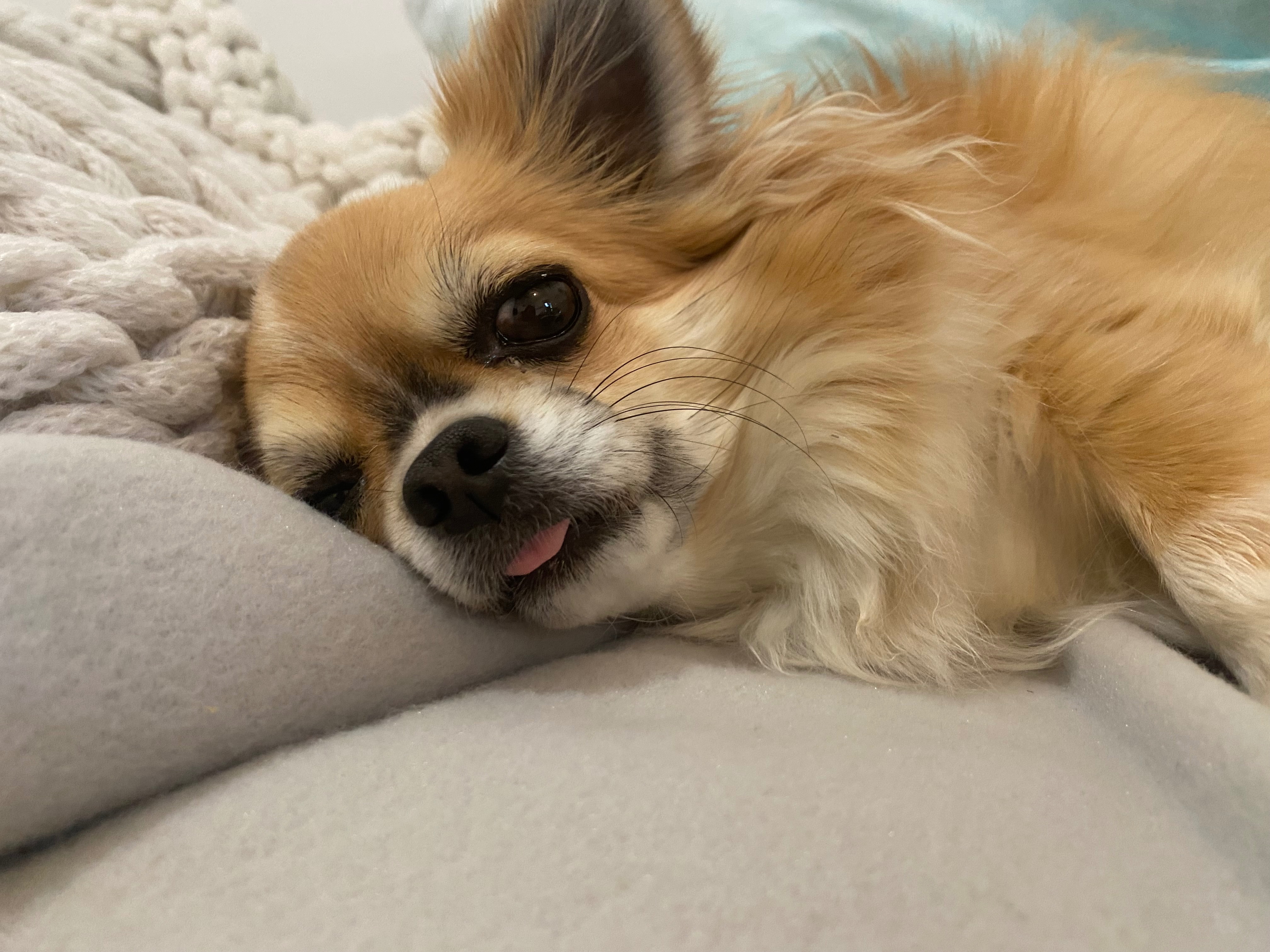 Romeos knee surgery: we need your help campaign photo, 5 of 8