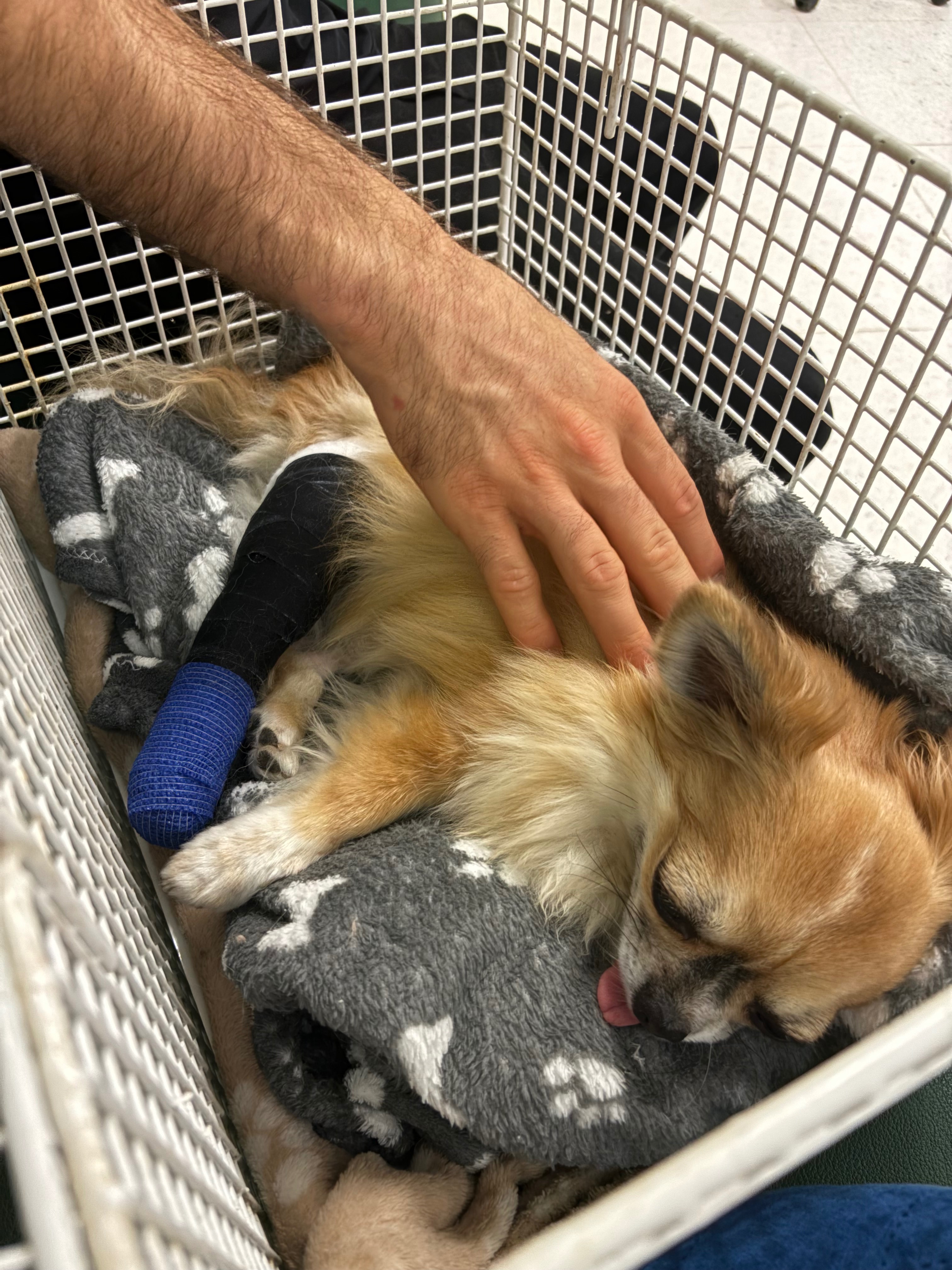Romeos knee surgery: we need your help campaign photo, 6 of 8