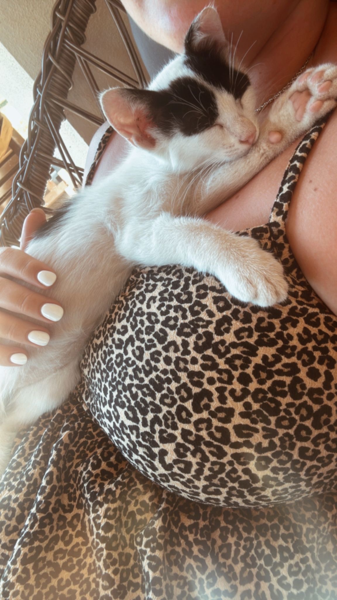 Help Us Bring Frankie & Benny Home   campaign photo, 5 of 8