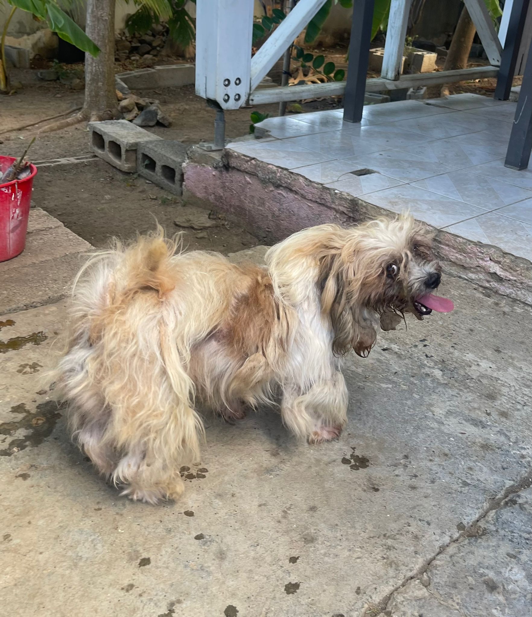 HELP SXM DOGS OUT OF A HOARDING SITUATION  campaign photo, 6 of 7
