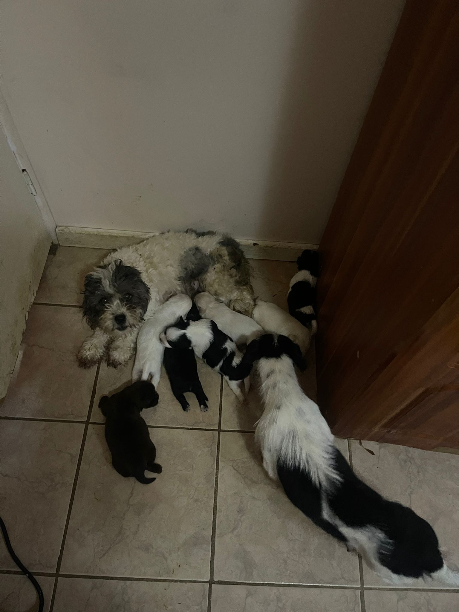 HELP SXM DOGS OUT OF A HOARDING SITUATION  campaign photo, 2 of 7