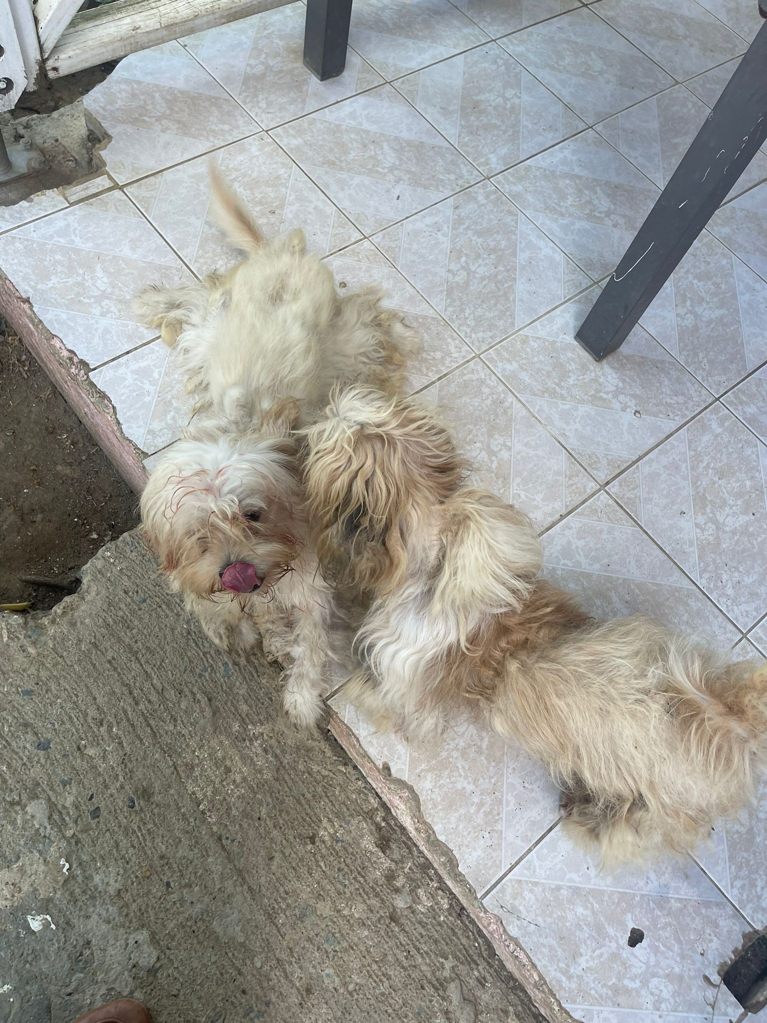 HELP SXM DOGS OUT OF A HOARDING SITUATION  campaign photo, 4 of 7