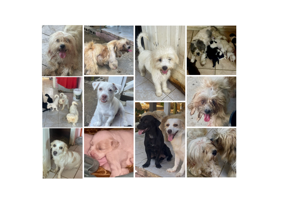HELP SXM DOGS OUT OF A HOARDING SITUATION  campaign photo, 5 of 7