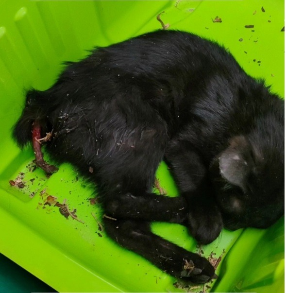 Raccolta fondi per emergenza veterinaria campaign photo, 4 of 5