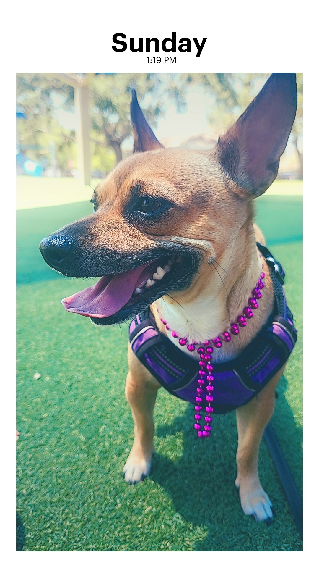 Emergency Care Needed for Chichi campaign photo, 4 of 8