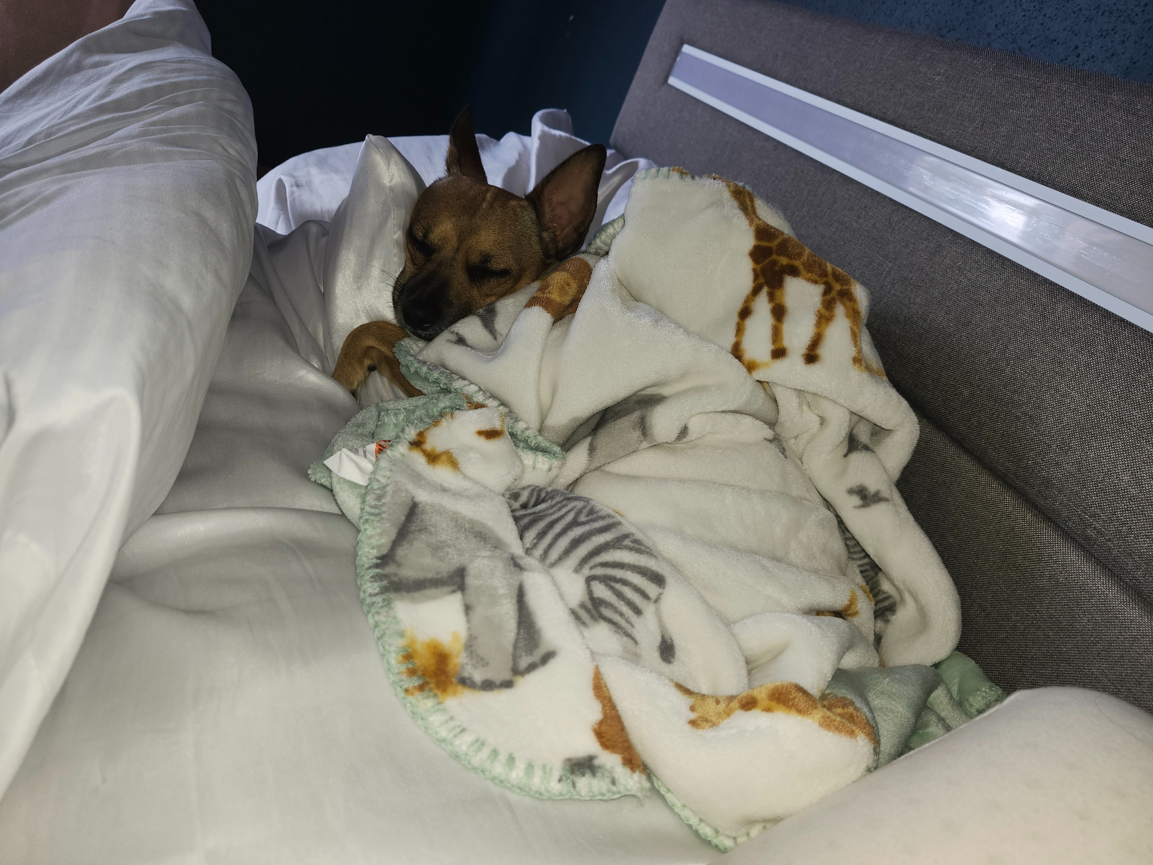 Emergency Care Needed for Chichi campaign photo, 5 of 8
