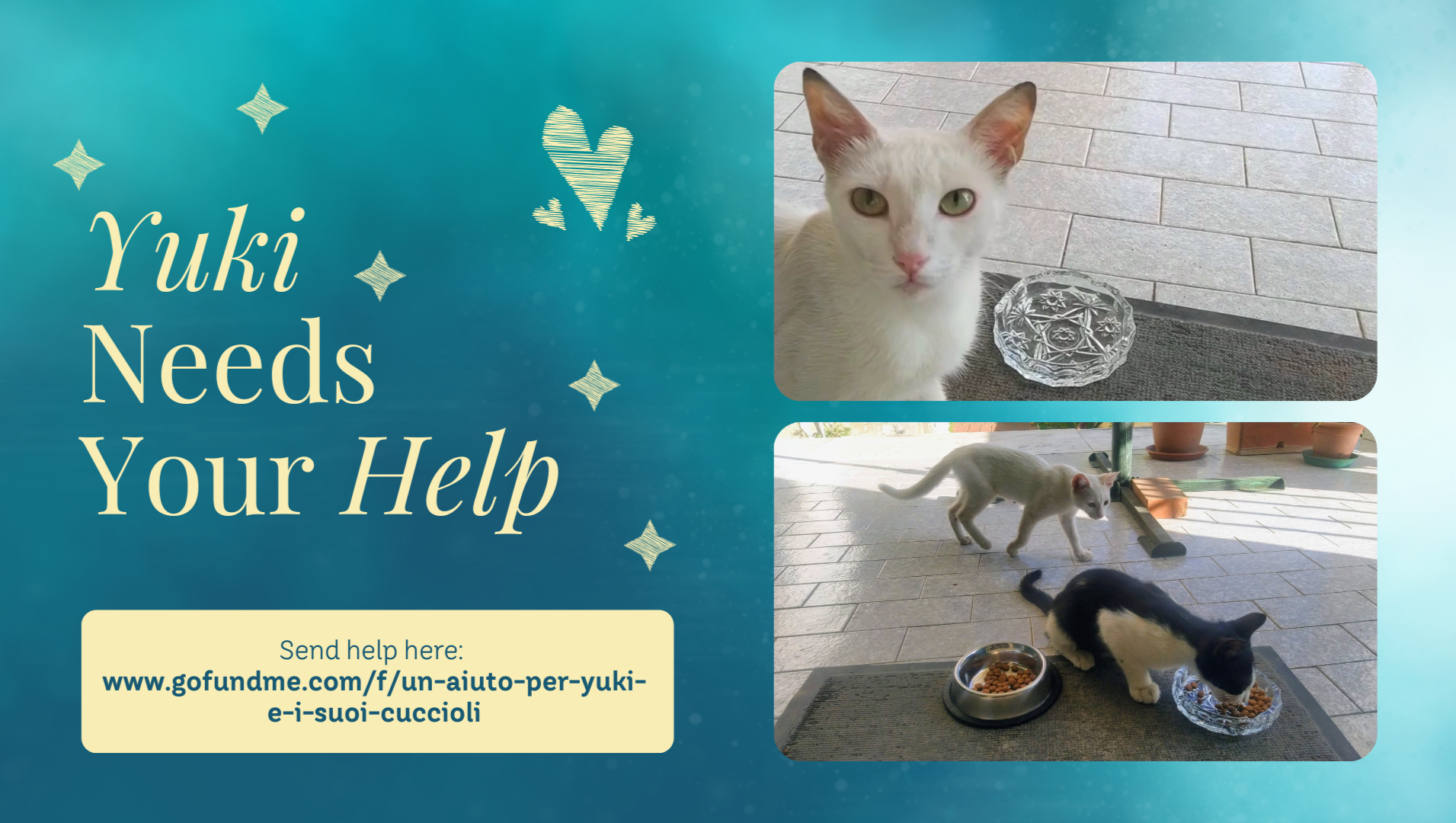 Un aiuto per Yuki e i suoi cuccioli