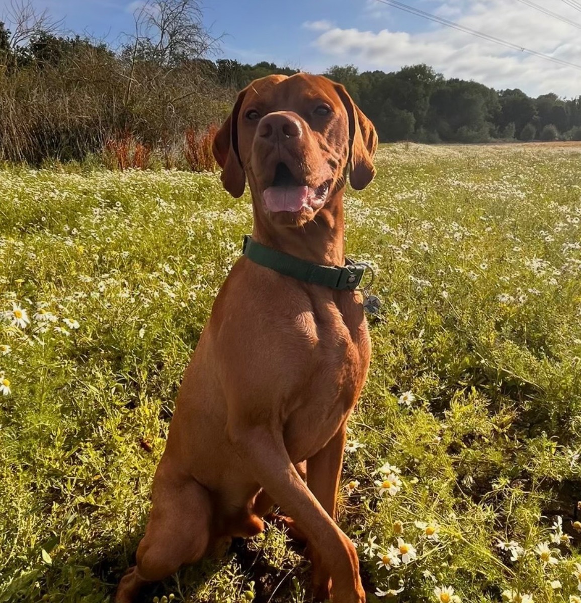 Please help our 2 year old Vizsla, Rufus  campaign photo, 7 of 7