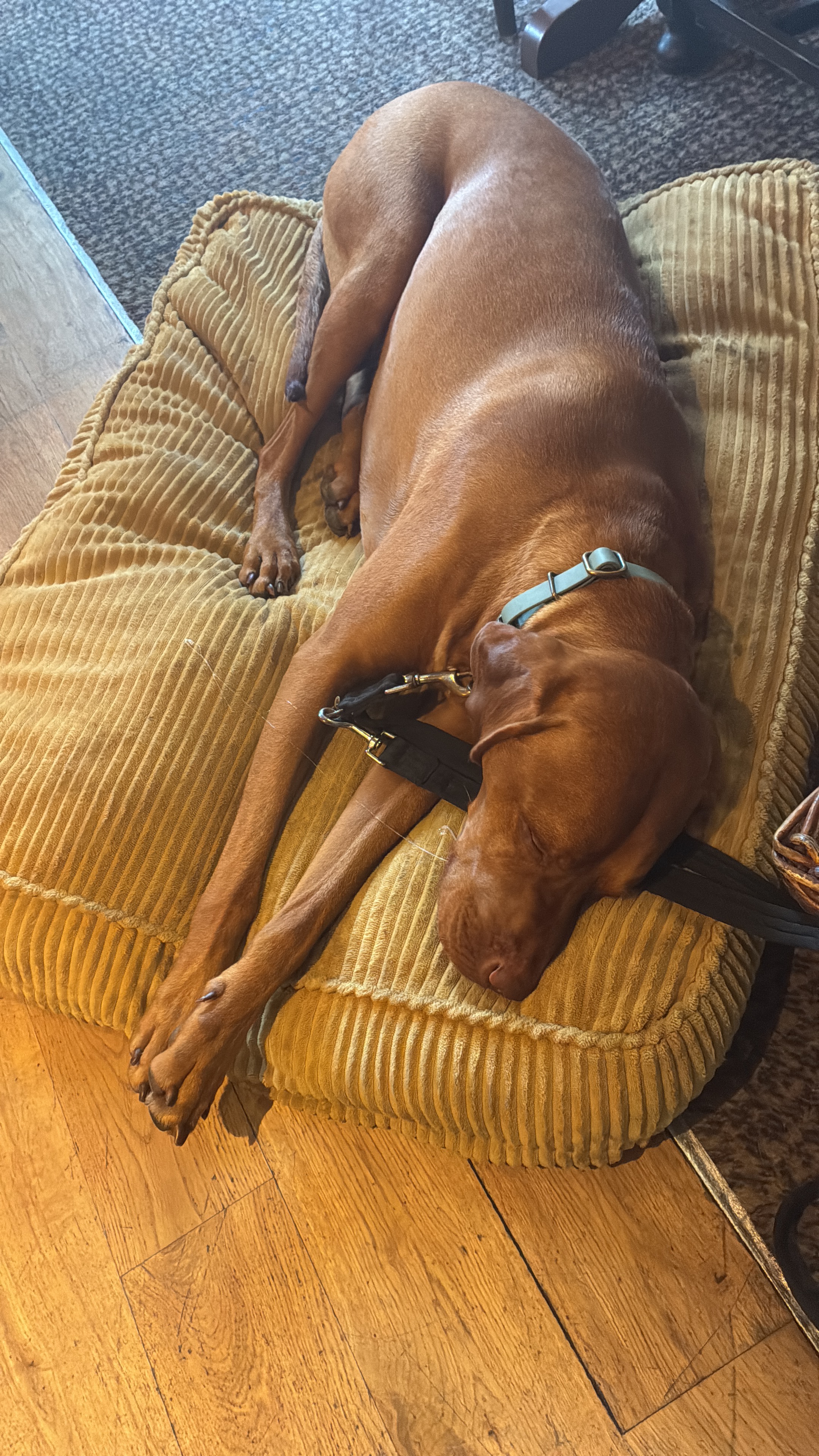Please help our 2 year old Vizsla, Rufus  campaign photo, 2 of 7