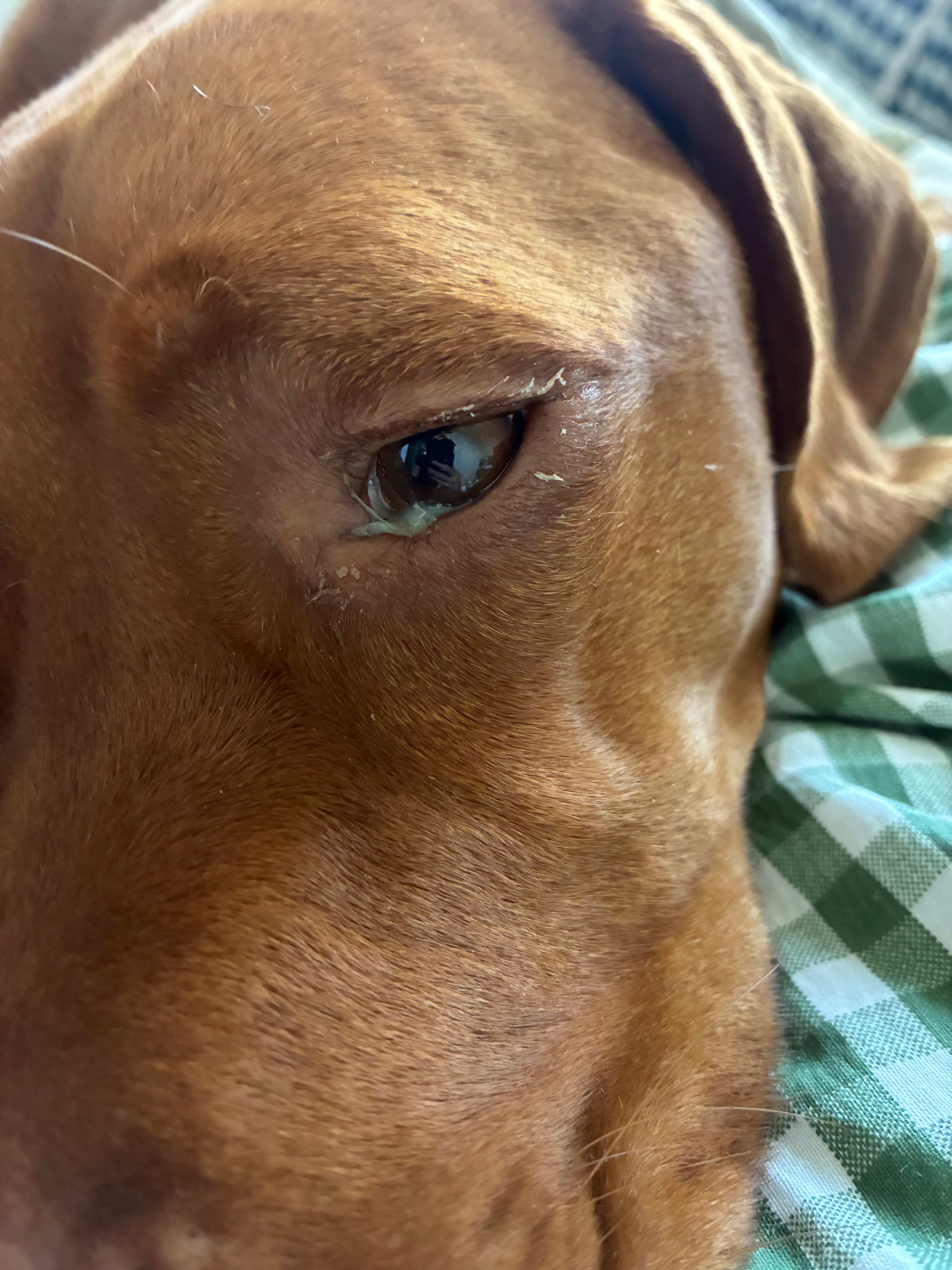 Please help our 2 year old Vizsla, Rufus  campaign photo, 4 of 7