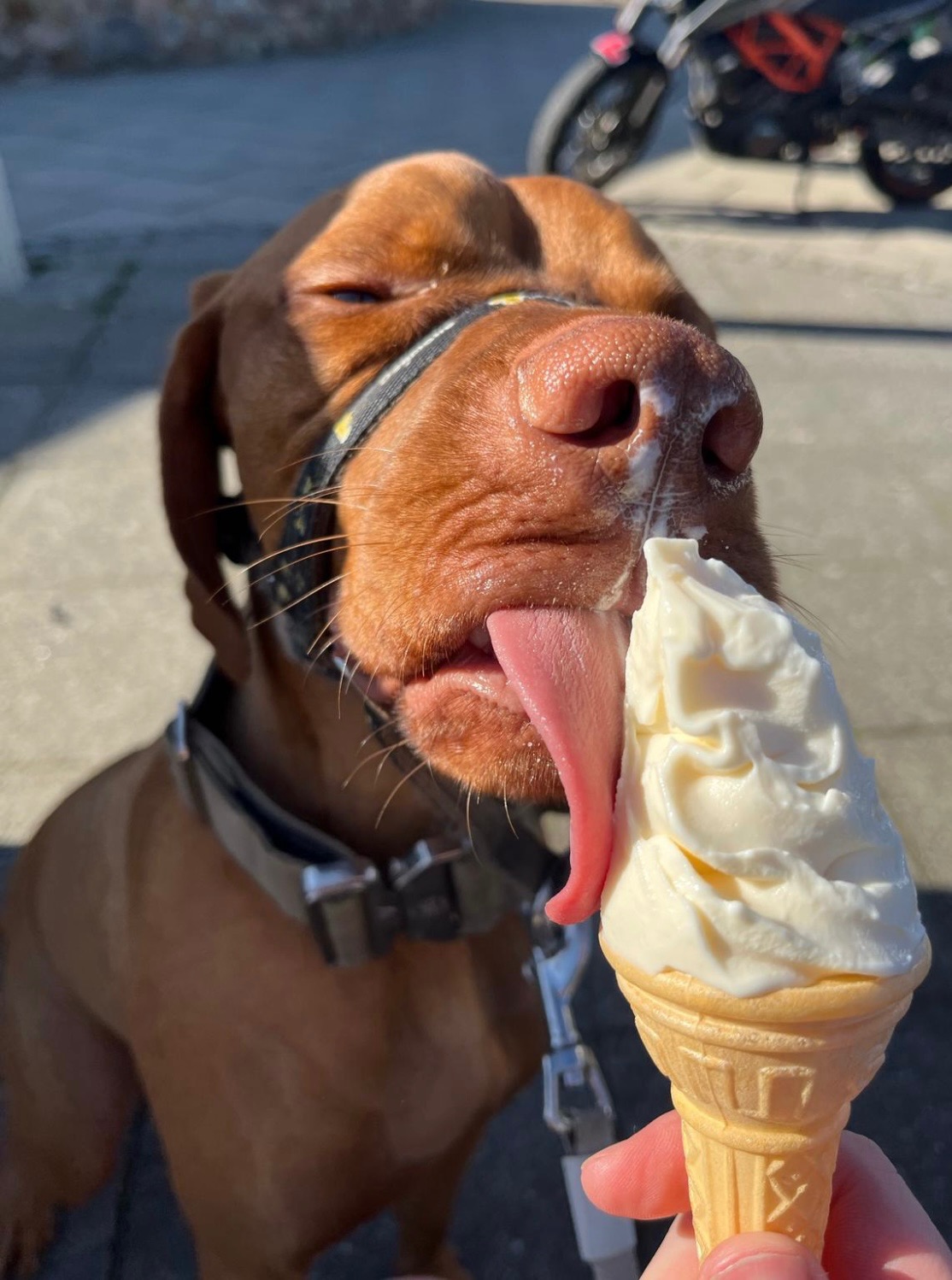 Please help our 2 year old Vizsla, Rufus  campaign photo, 5 of 7
