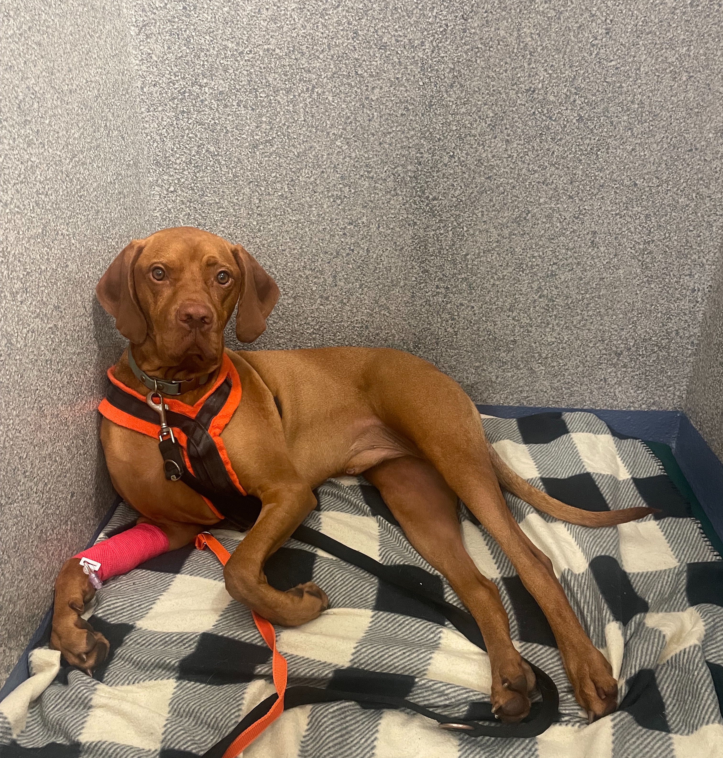 Please help our 2 year old Vizsla, Rufus  campaign photo, 6 of 7
