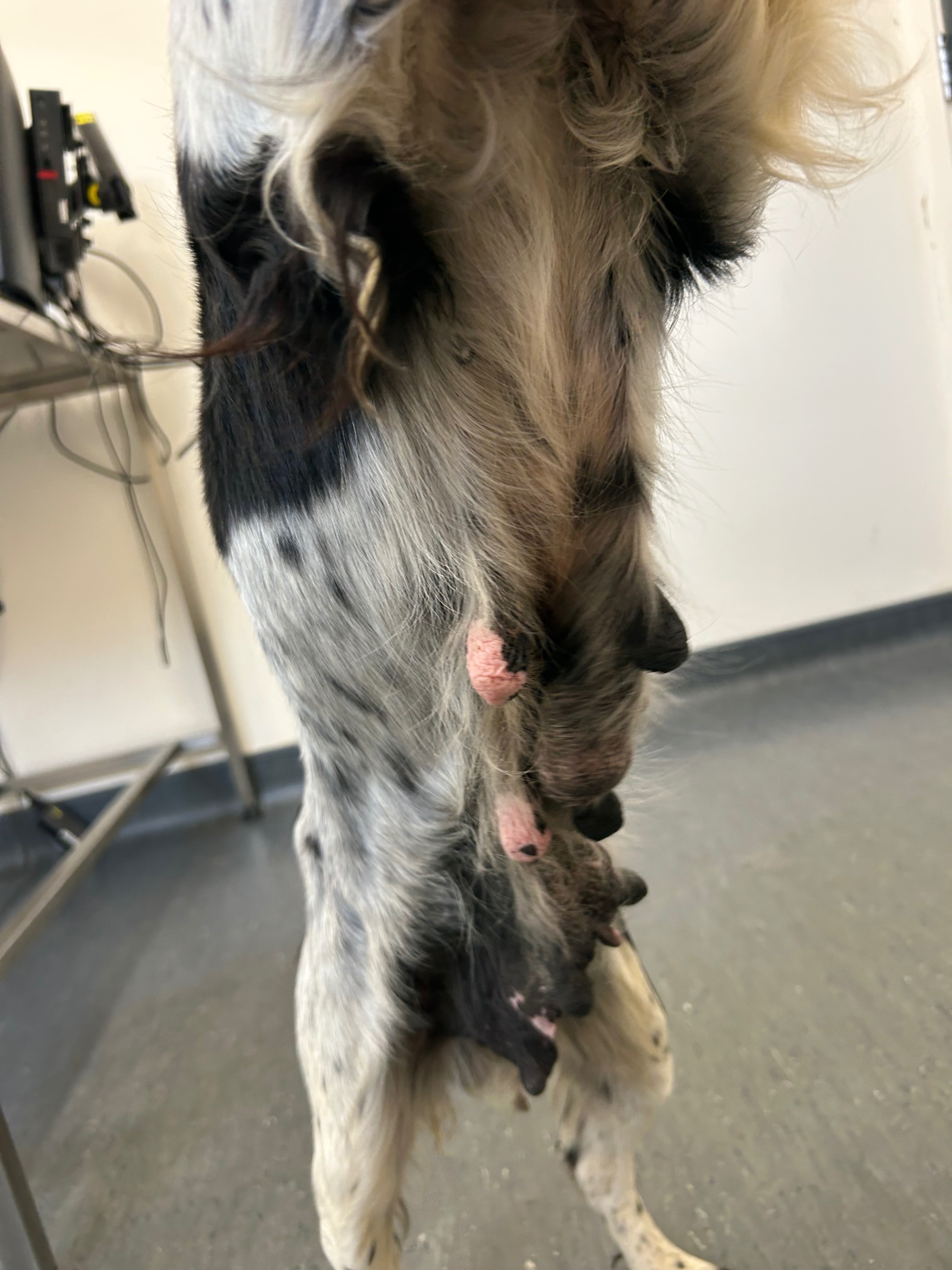 Abandoned now in rescues in need of tumor removal campaign photo, 2 of 7